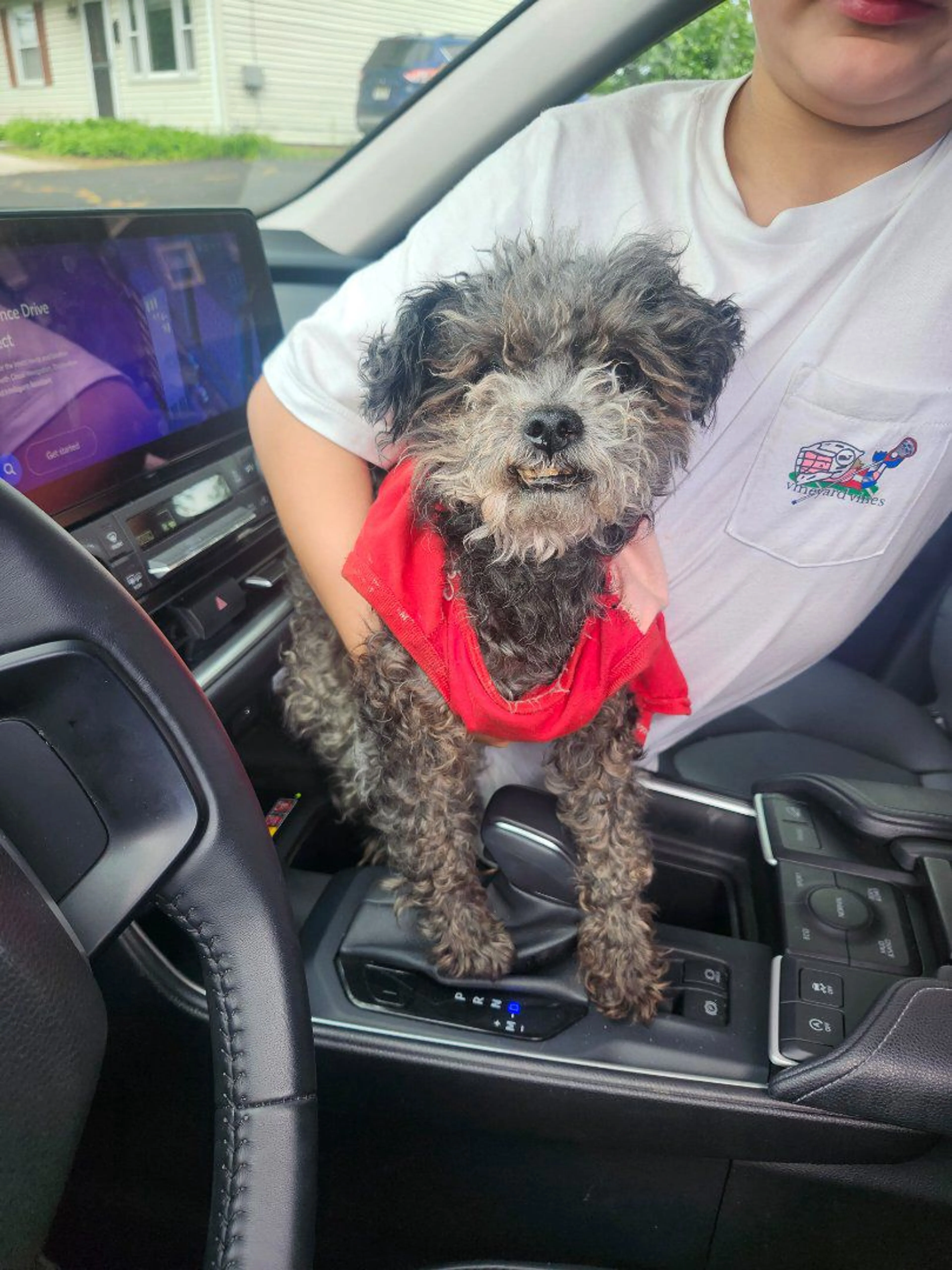 Lost pet
