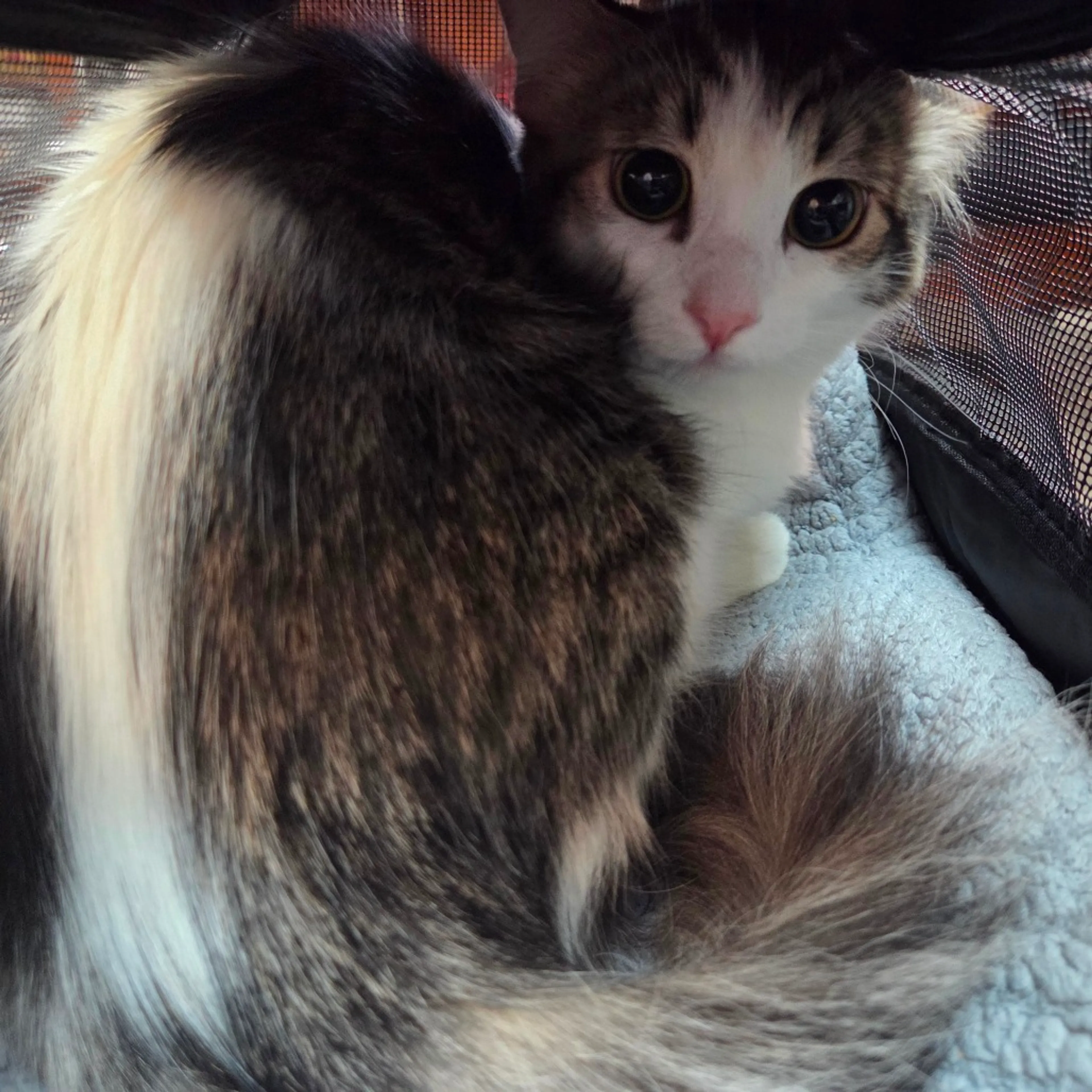 Found pet