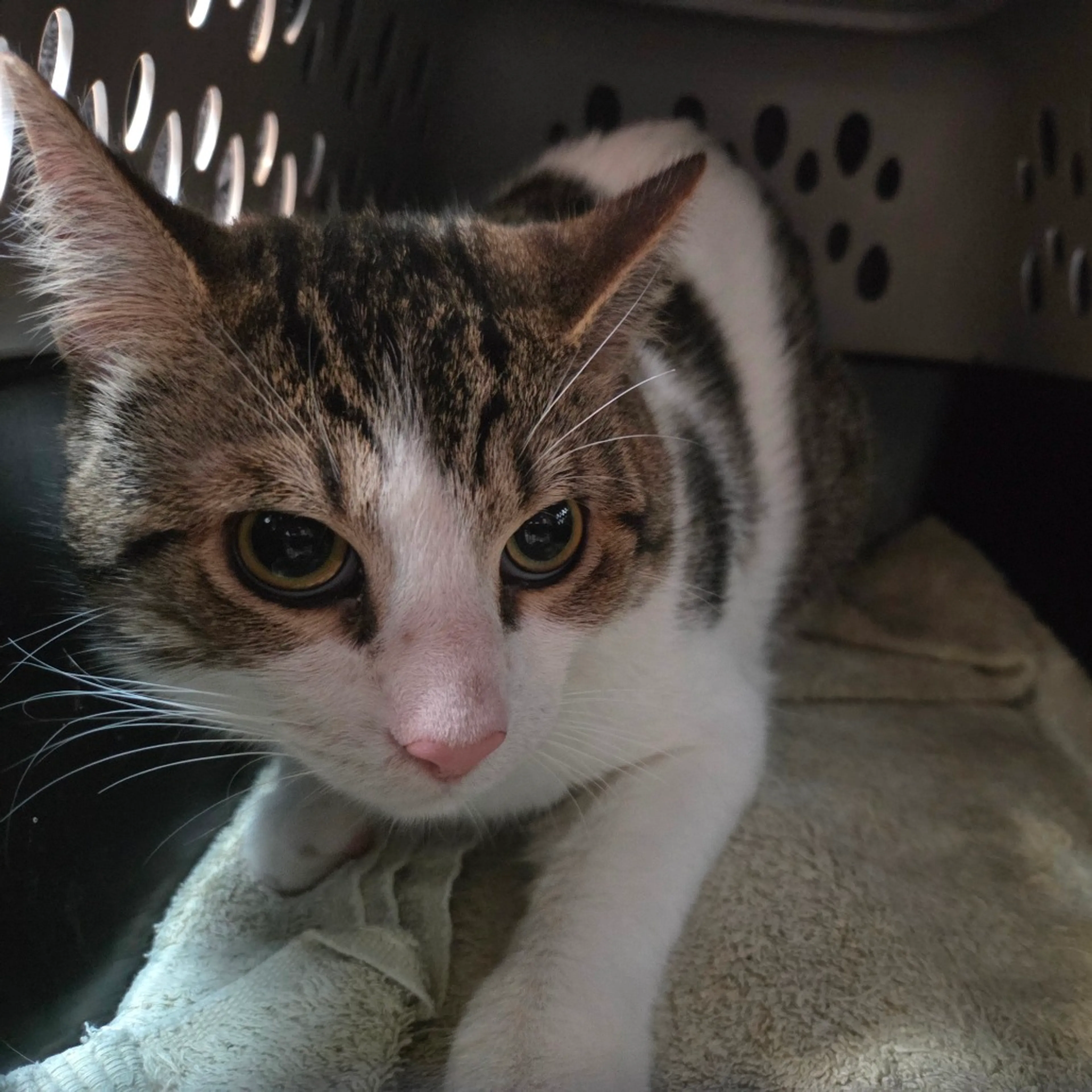 Found pet