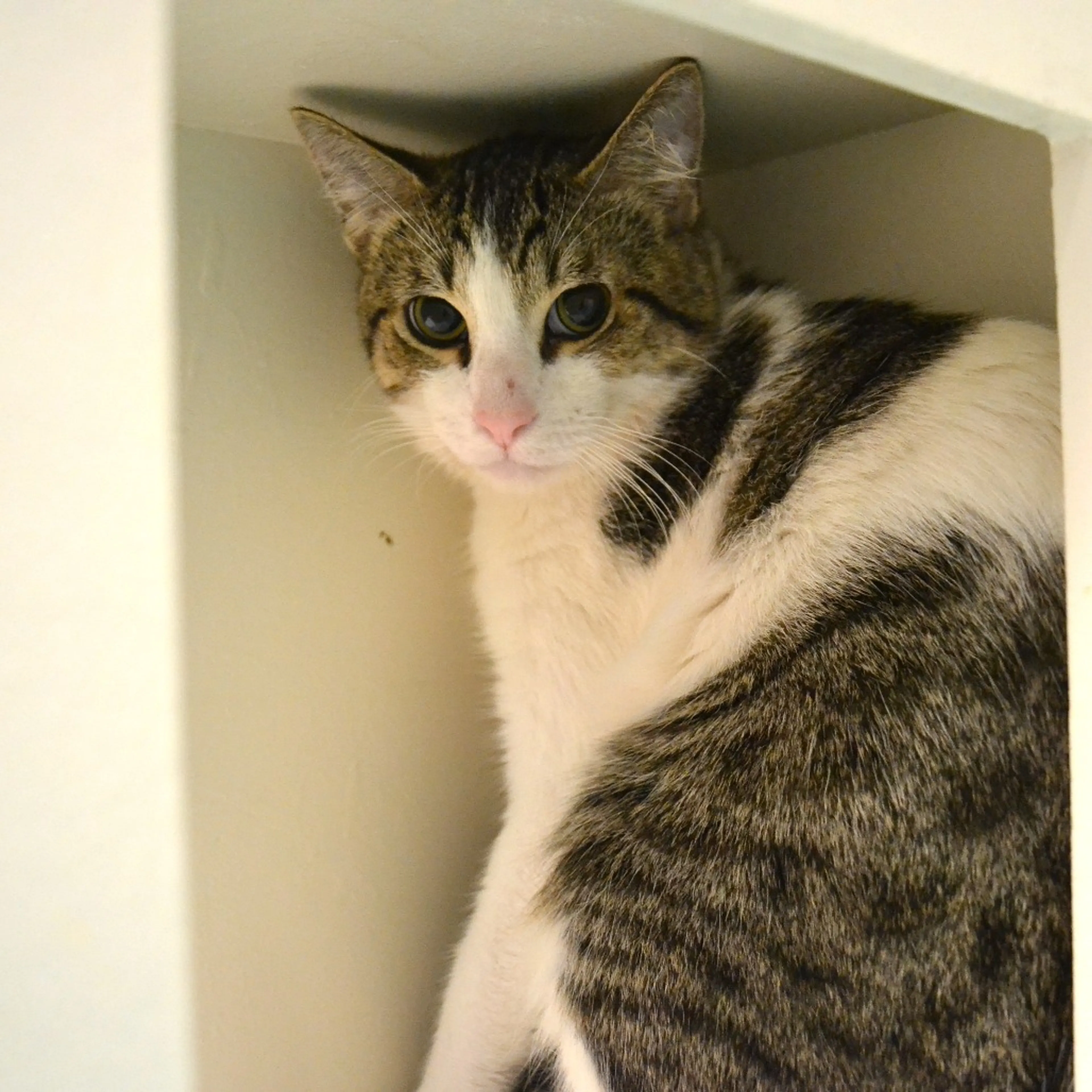 Found pet-1