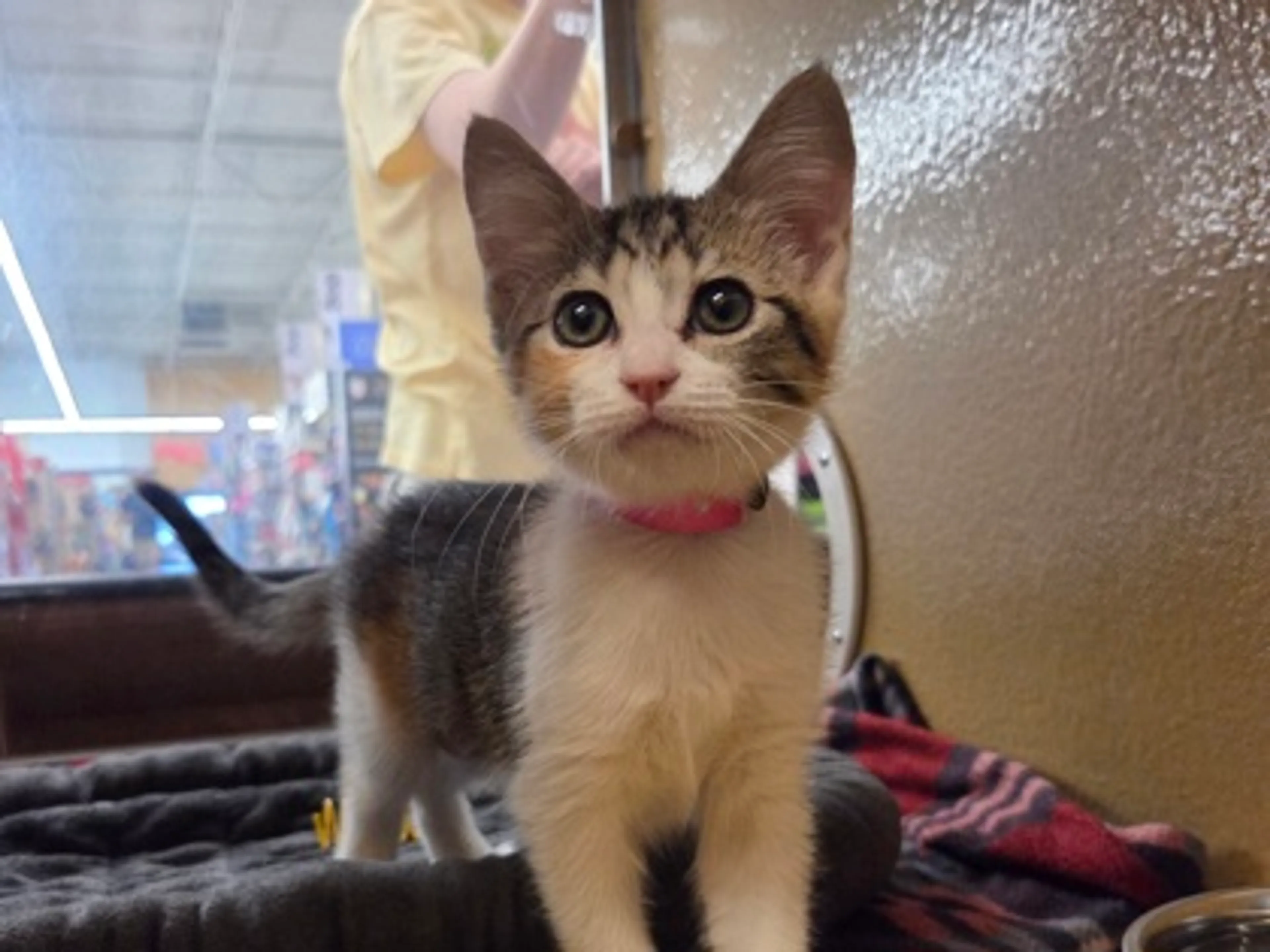 Found pet