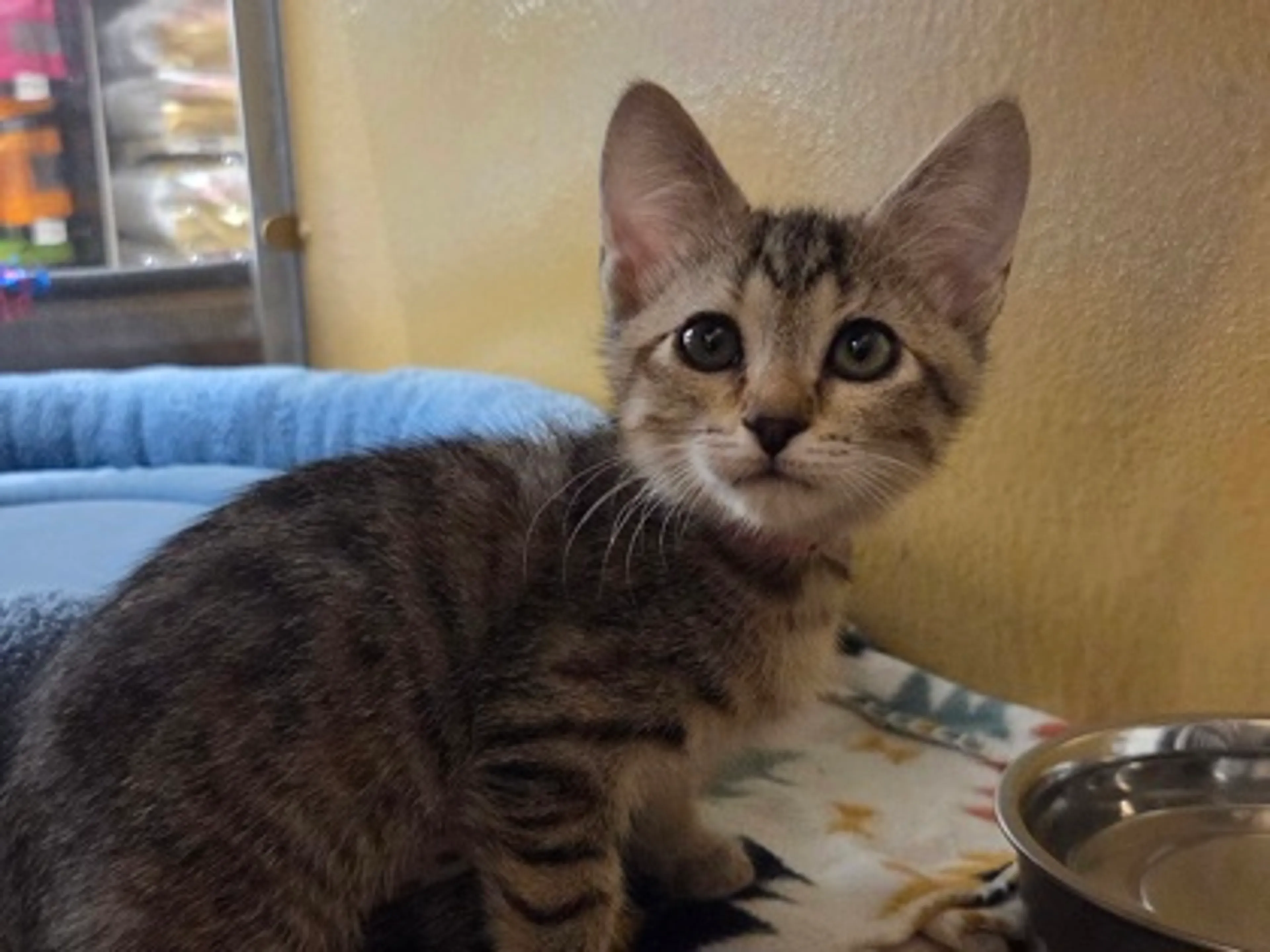 Found pet