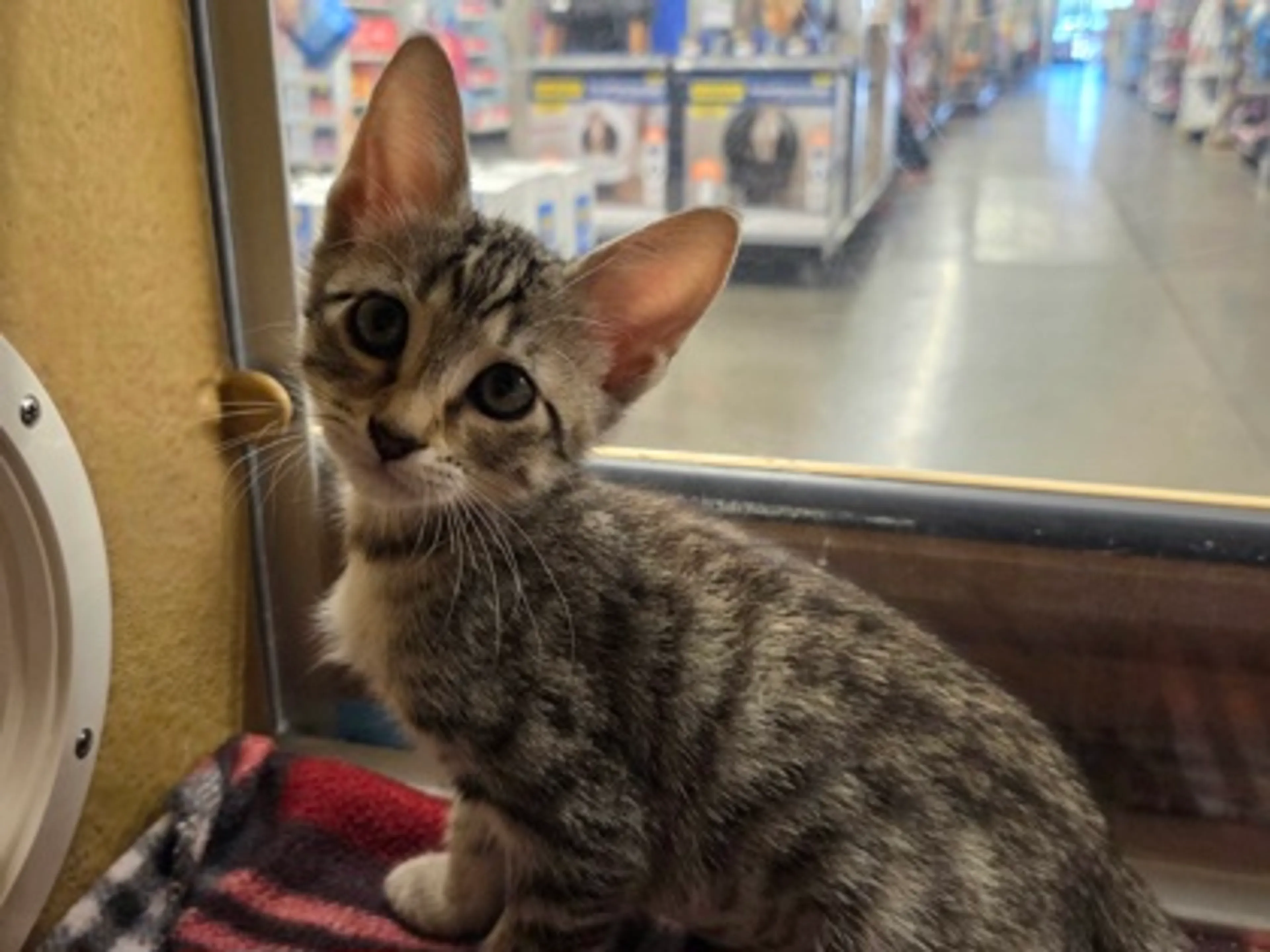 Found pet