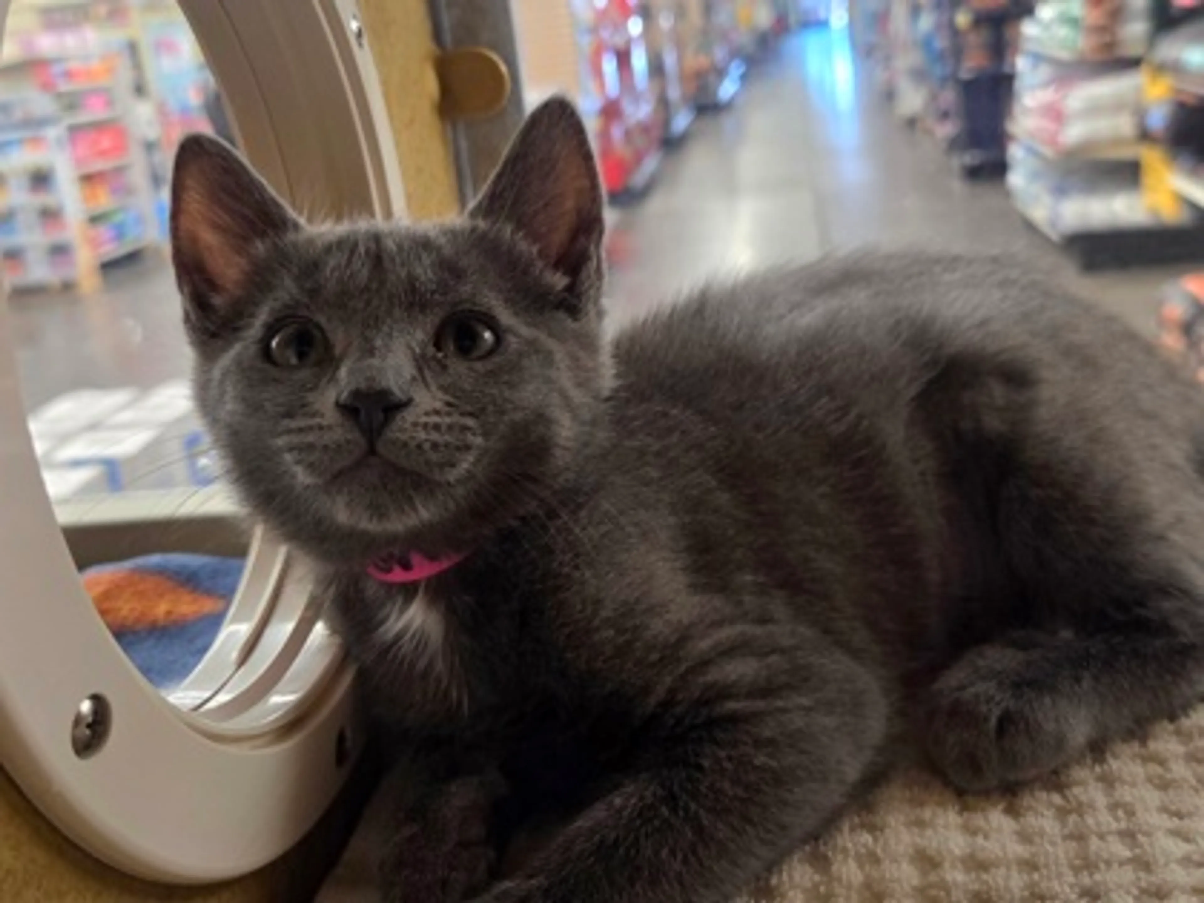 Found pet