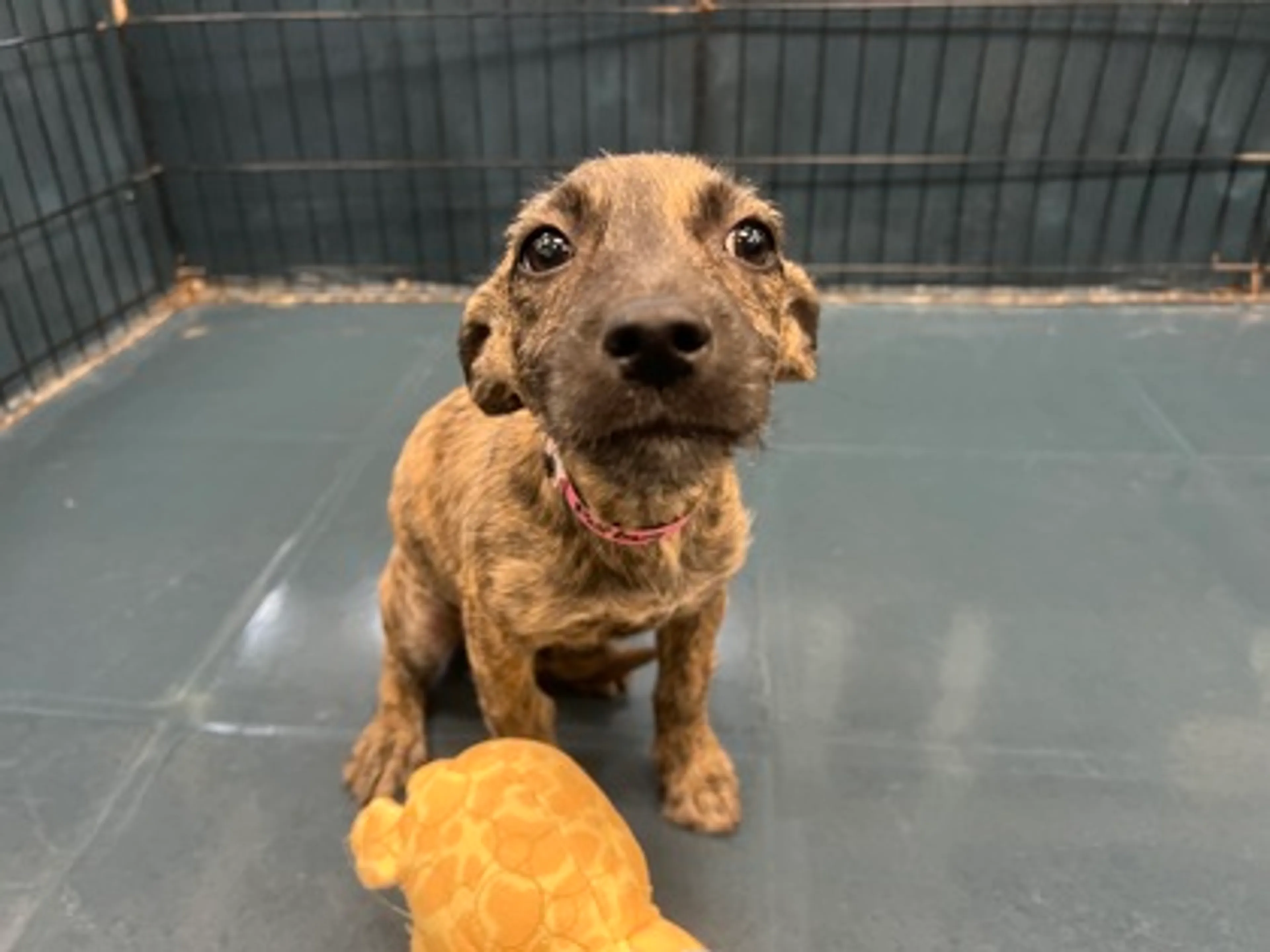 Found pet-1
