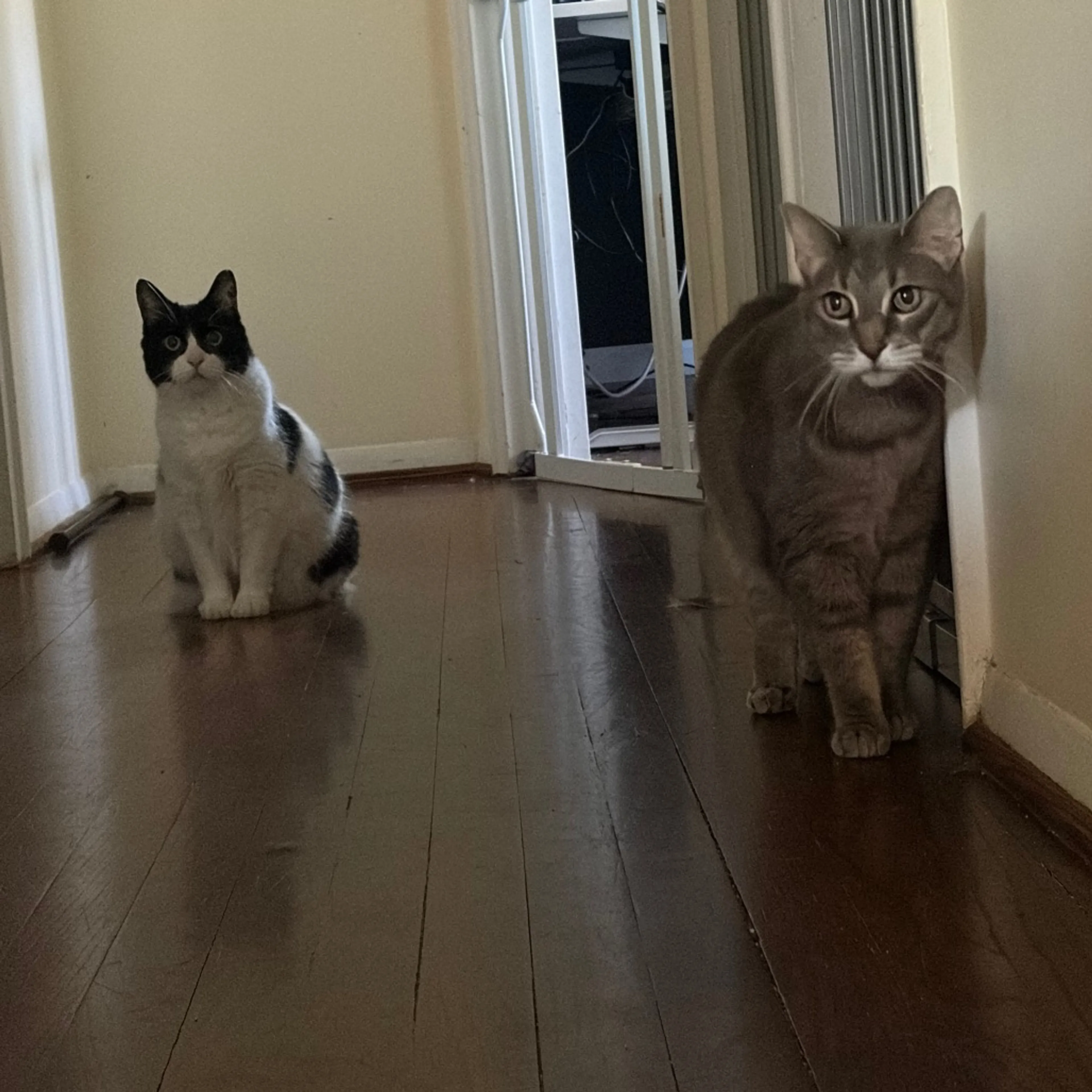 Found pet-3
