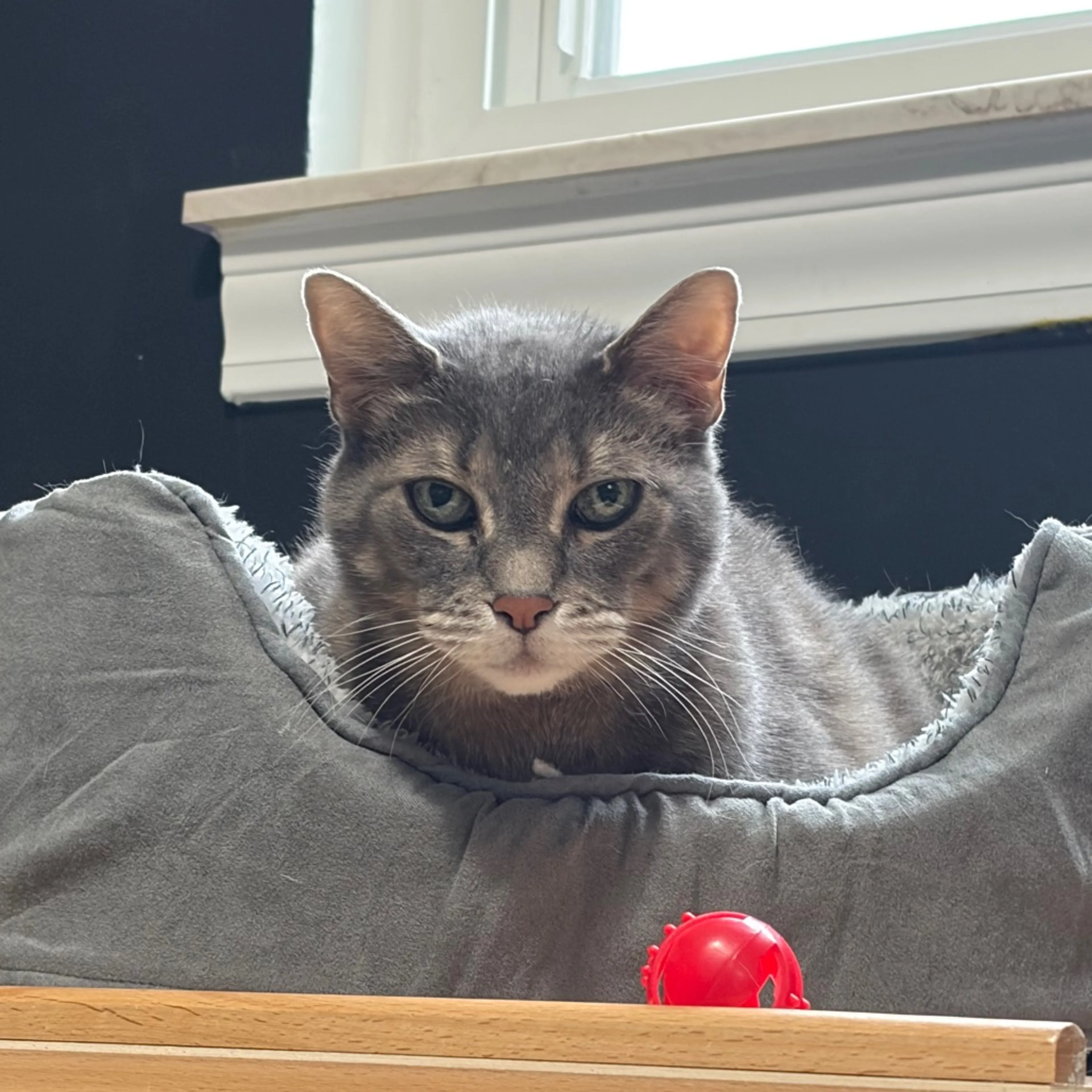 Found pet-1