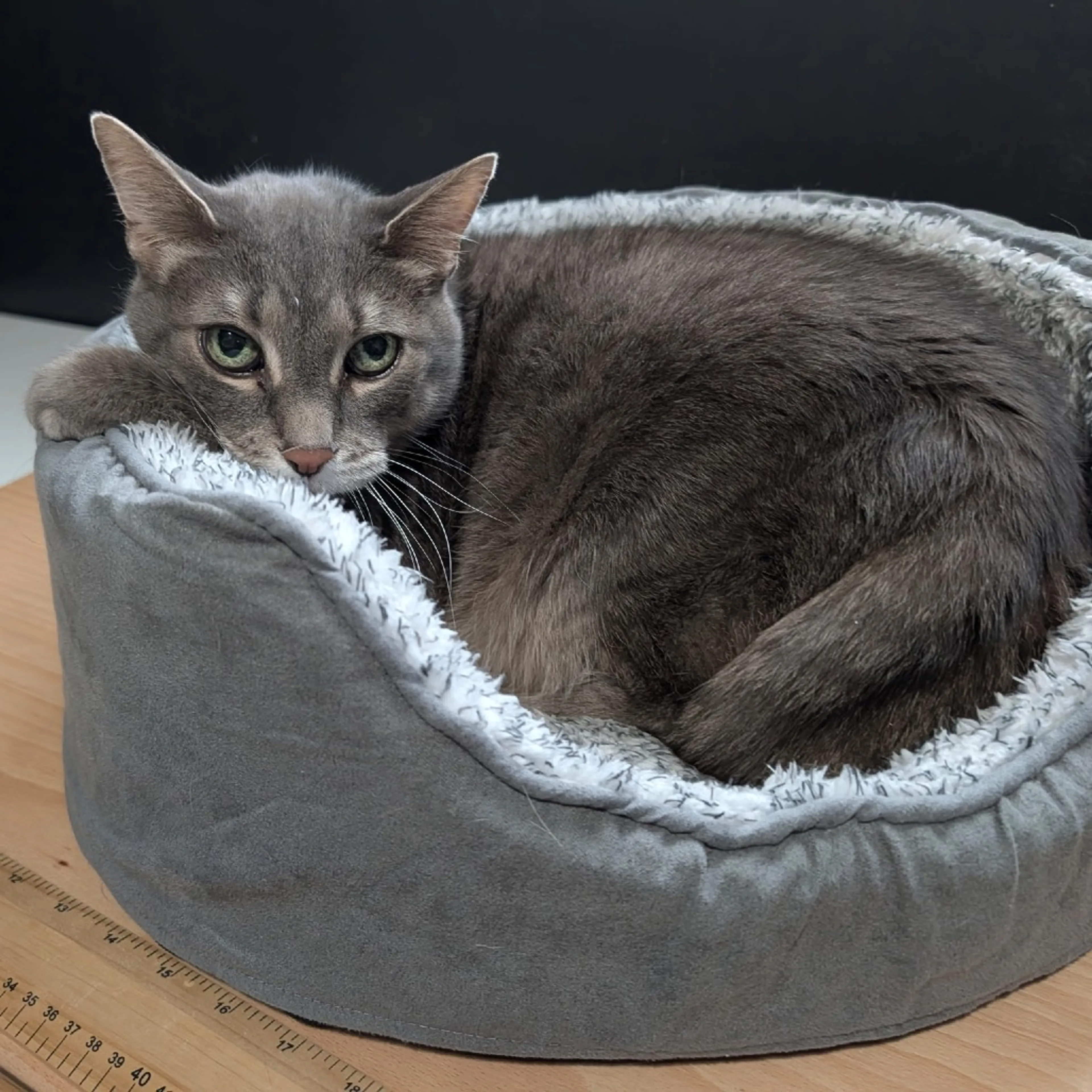 Found pet-2
