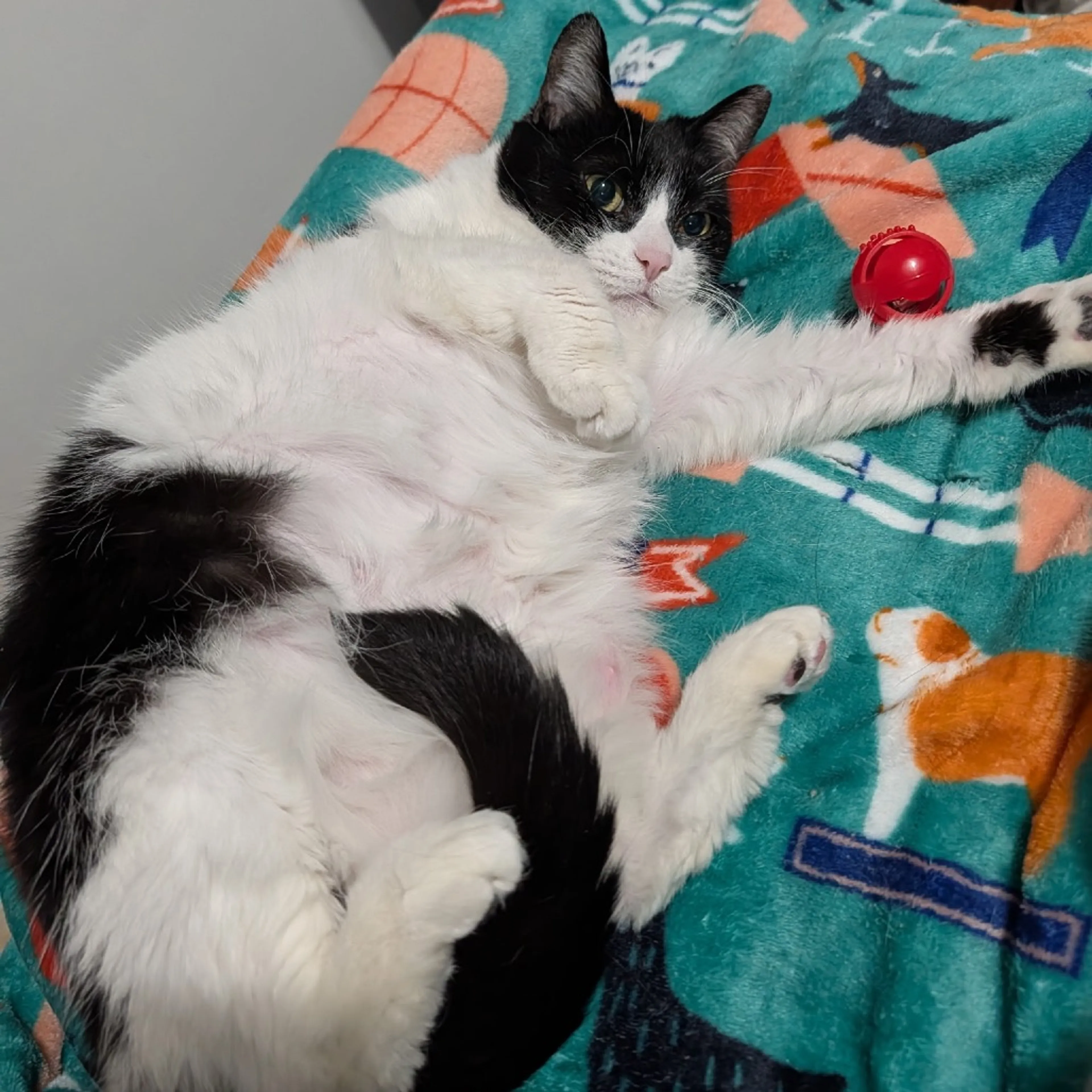 Found pet-3