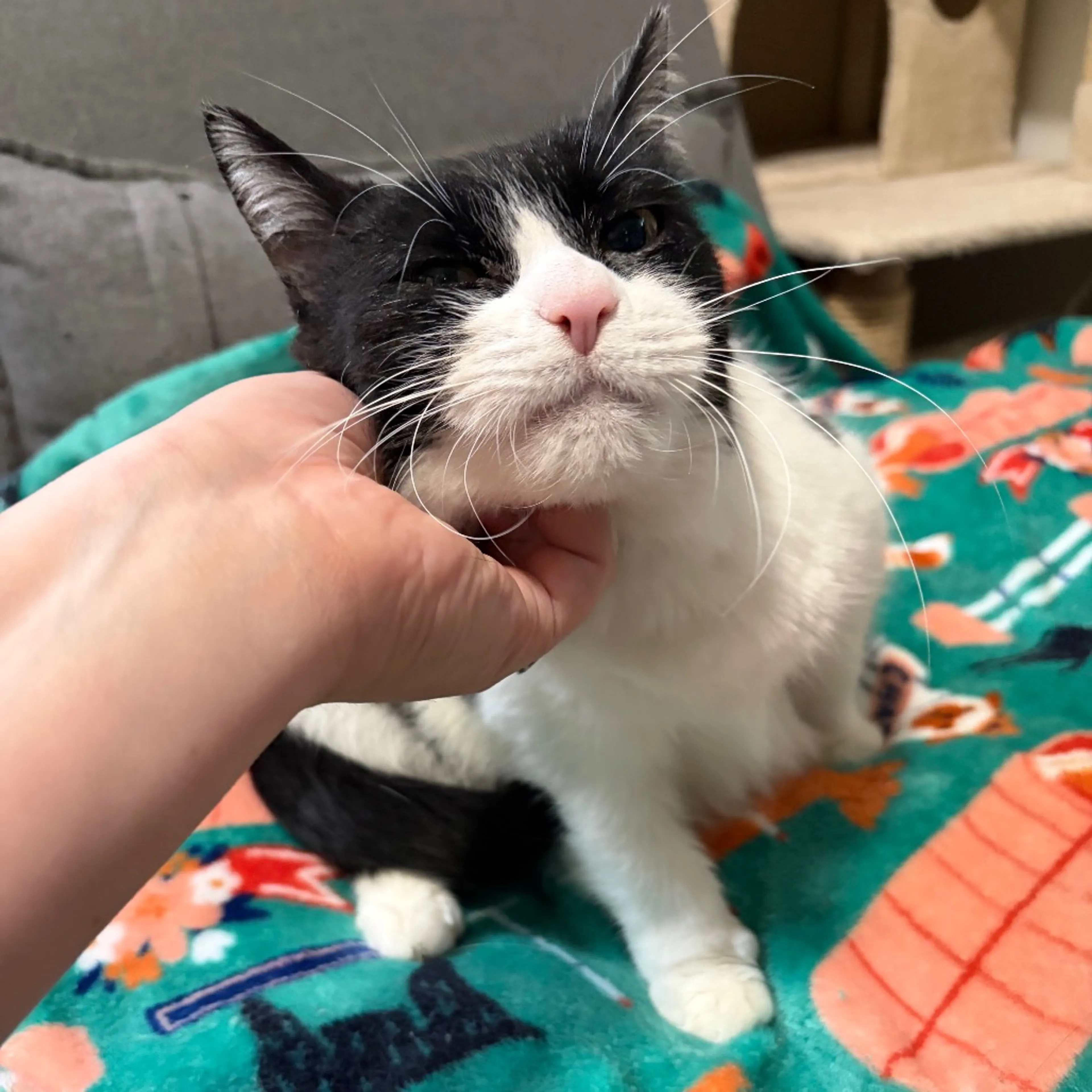 Found pet-1