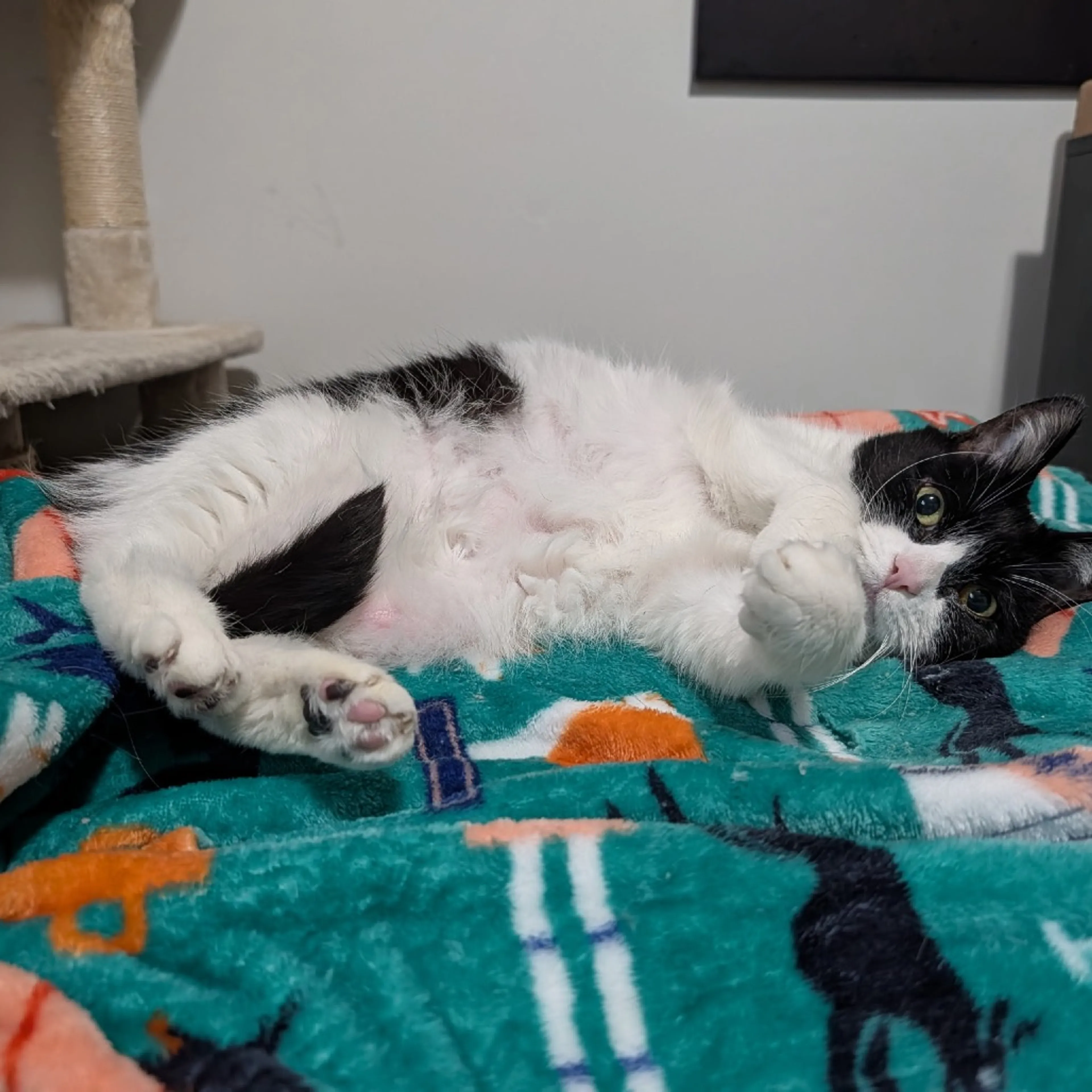 Found pet-2