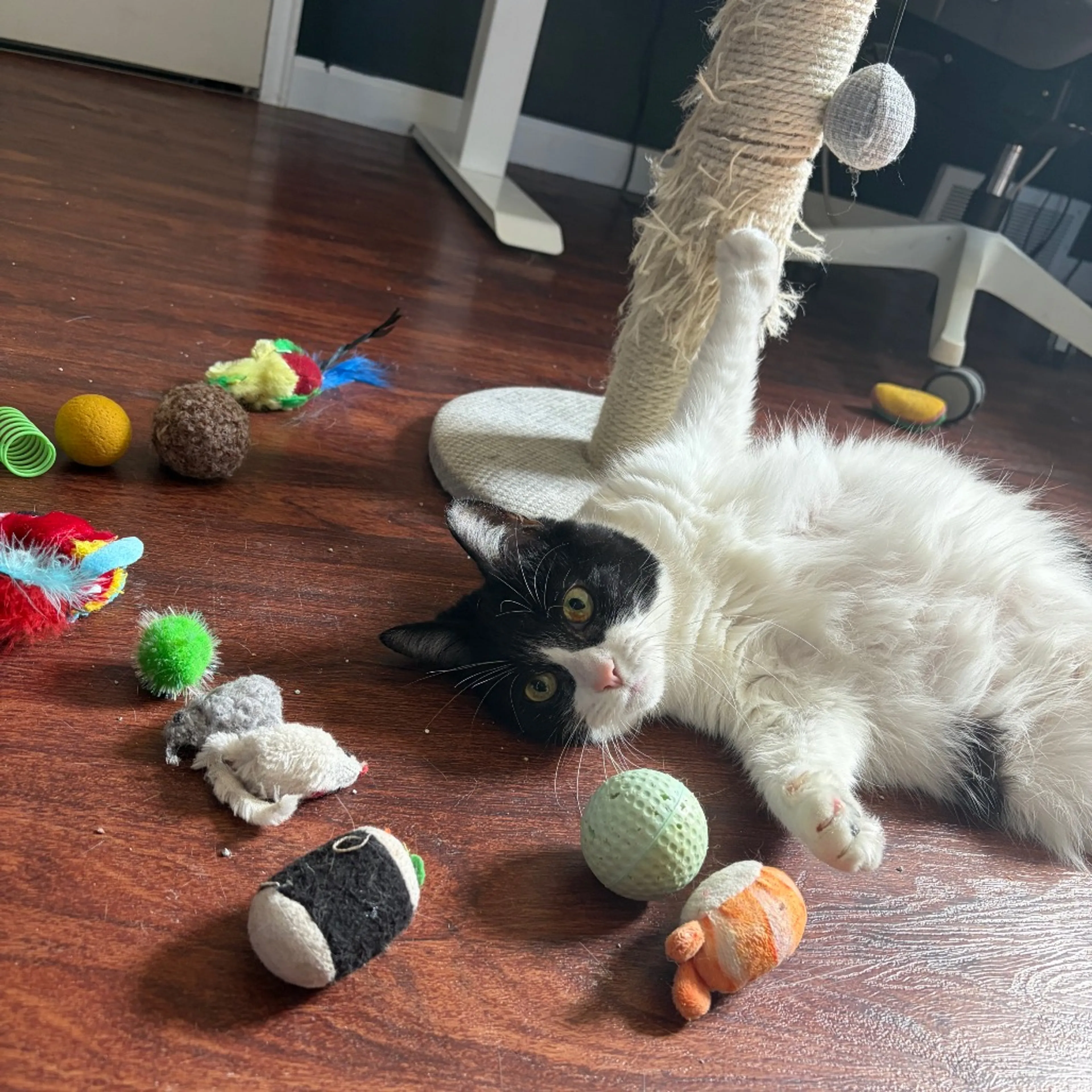 Found pet-5