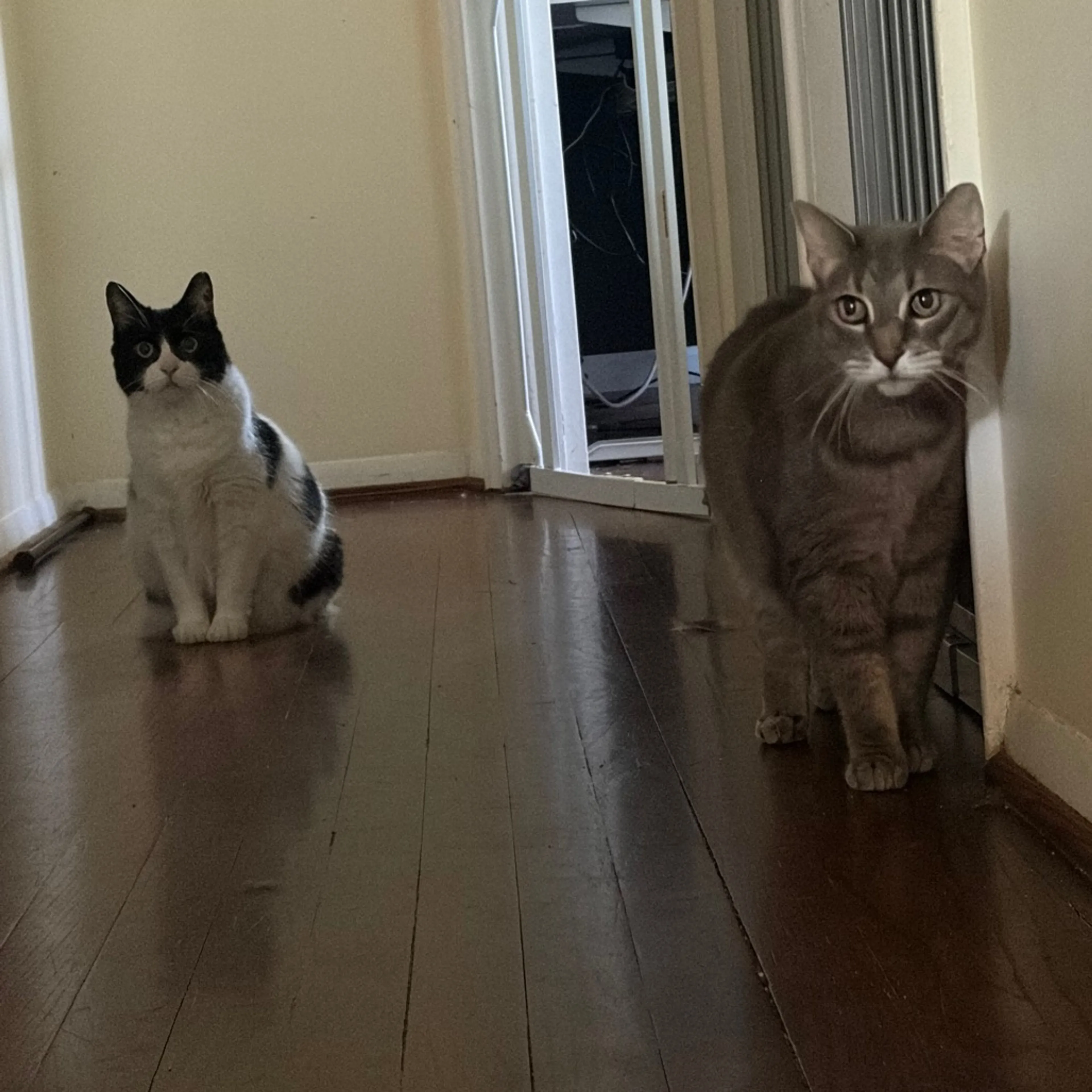 Found pet-6