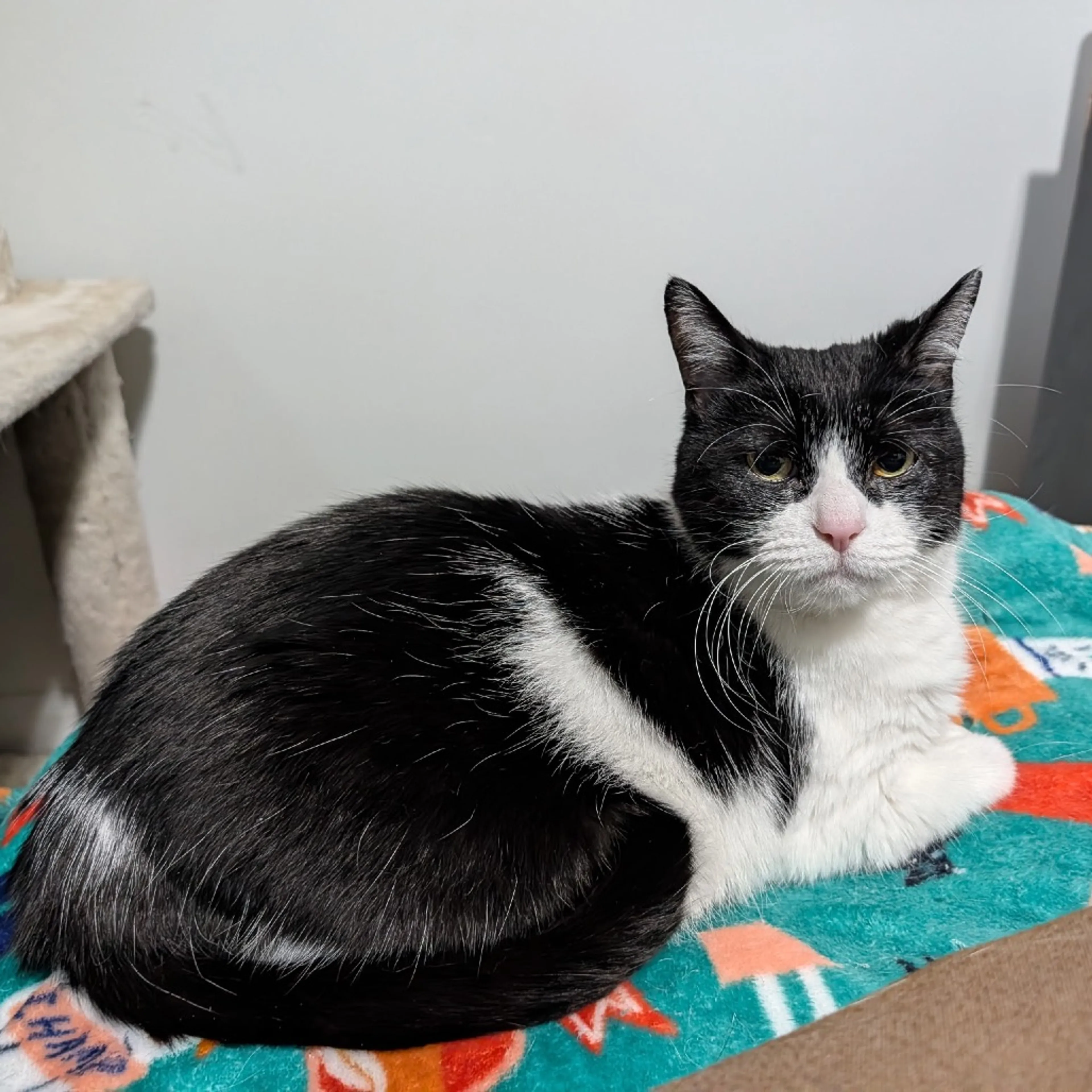 Found pet-4