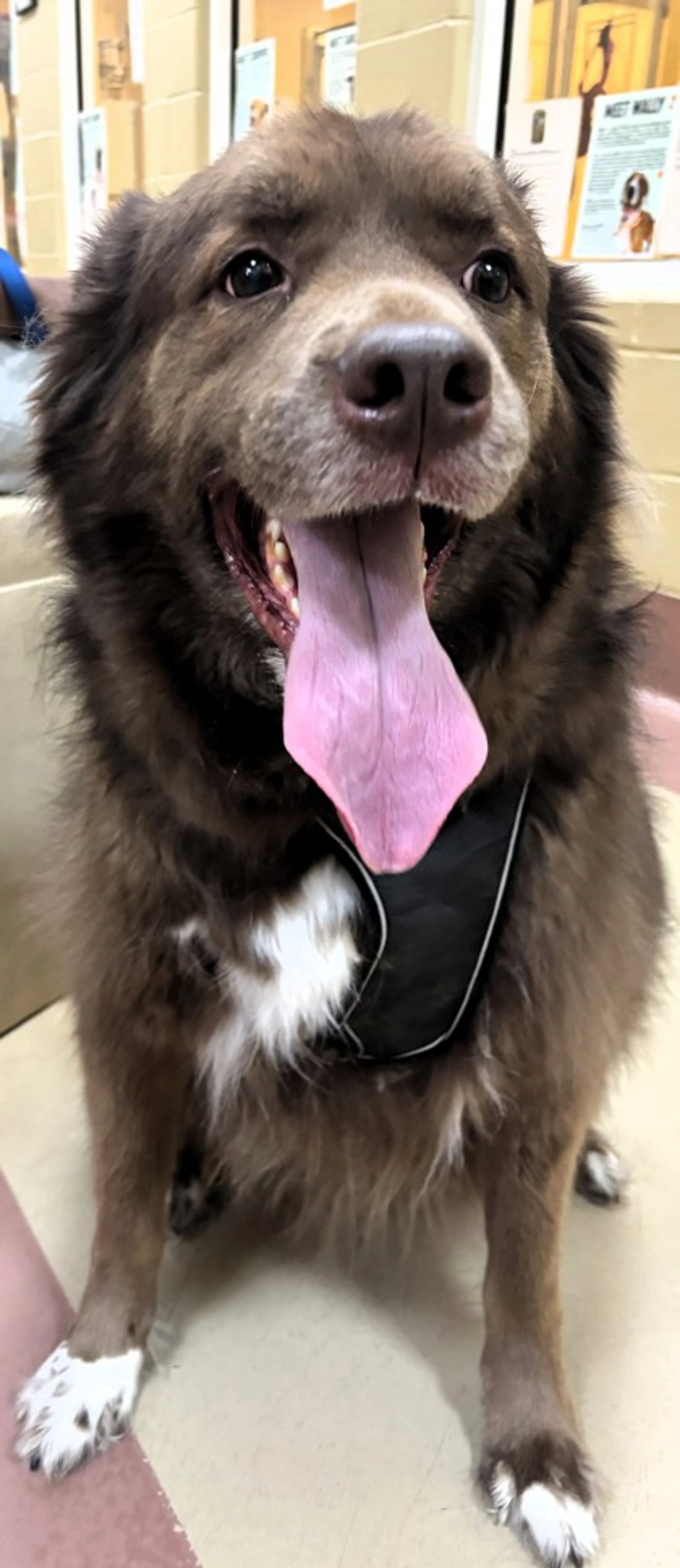 Found pet-1