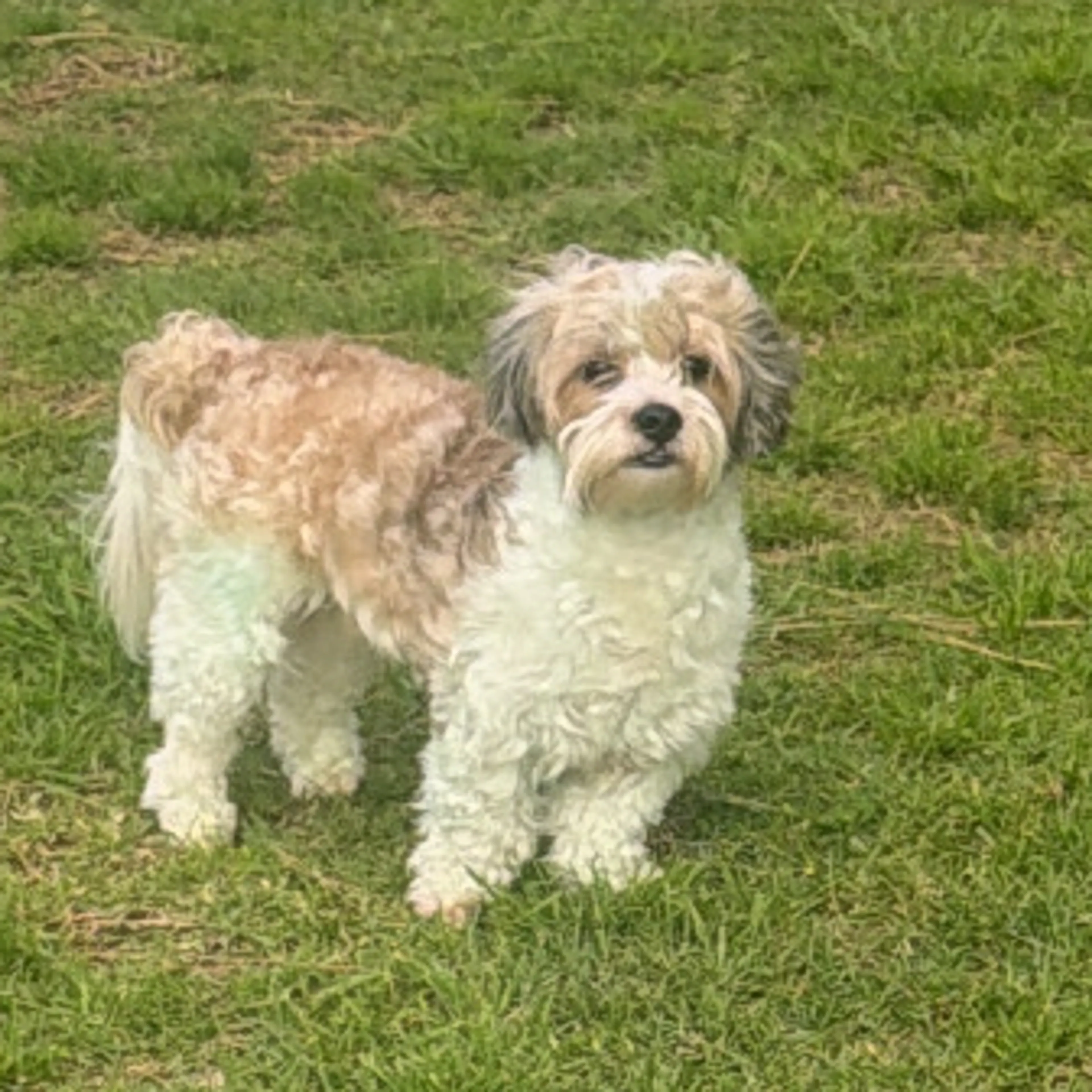 Lost pet-3