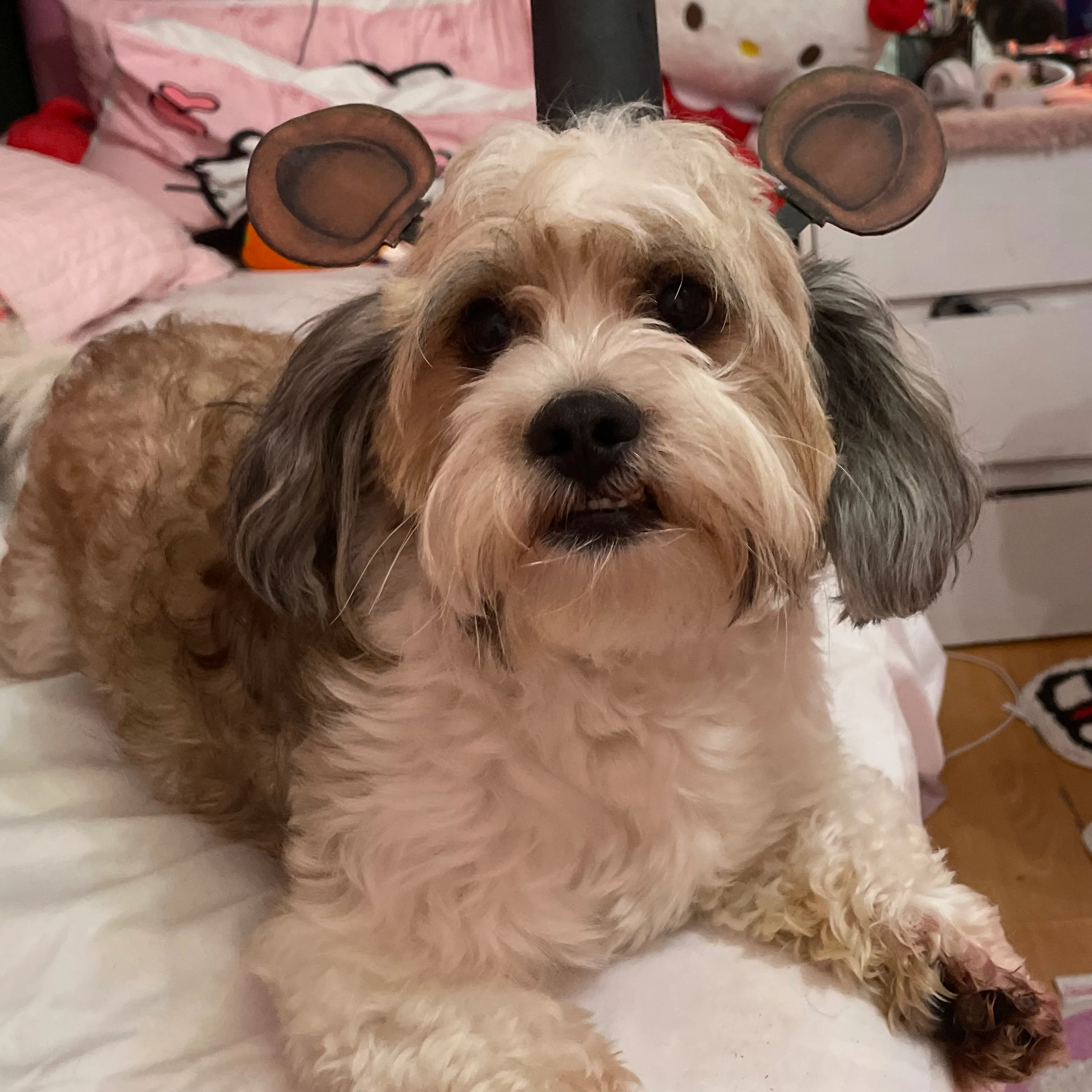 Lost pet-2