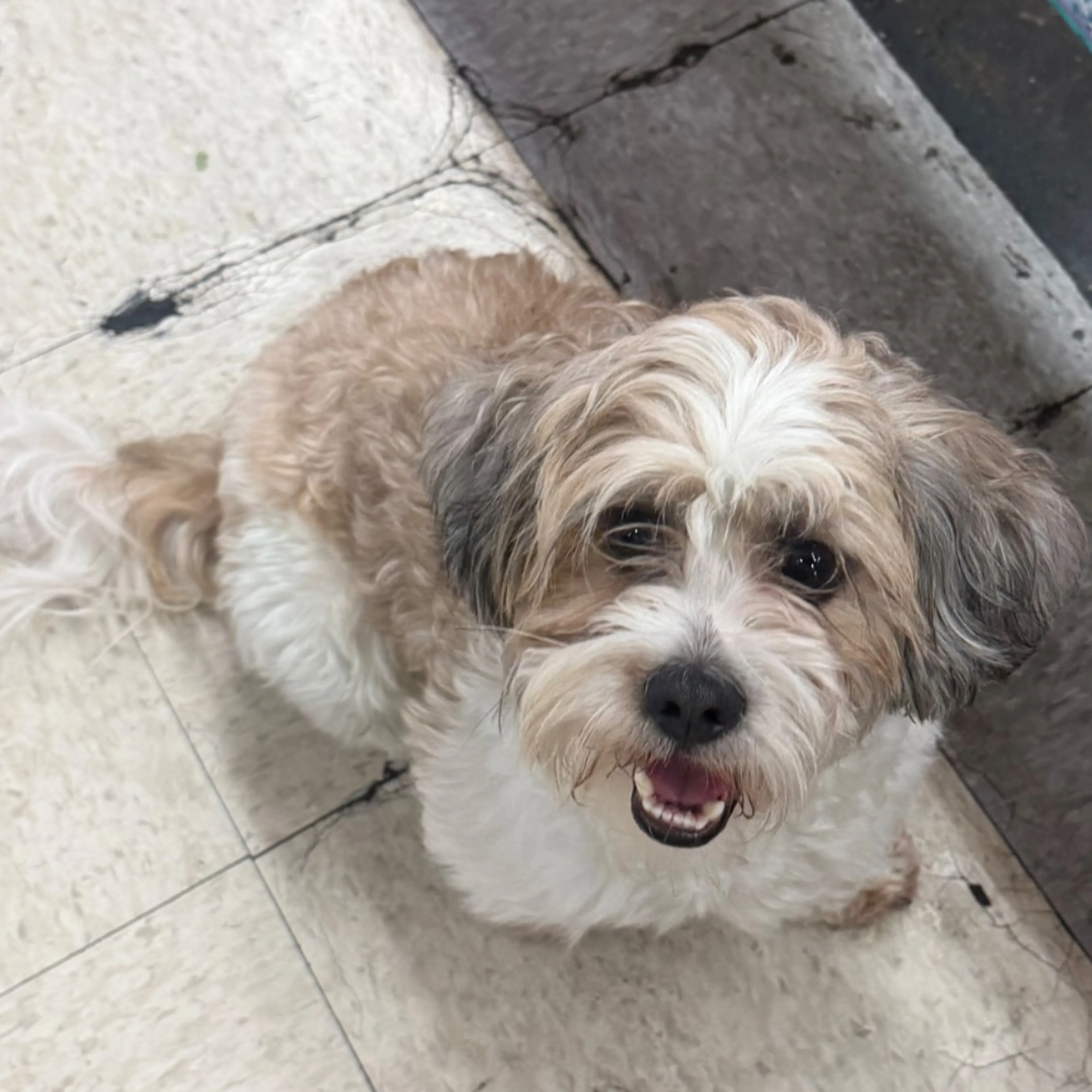 Lost pet-0