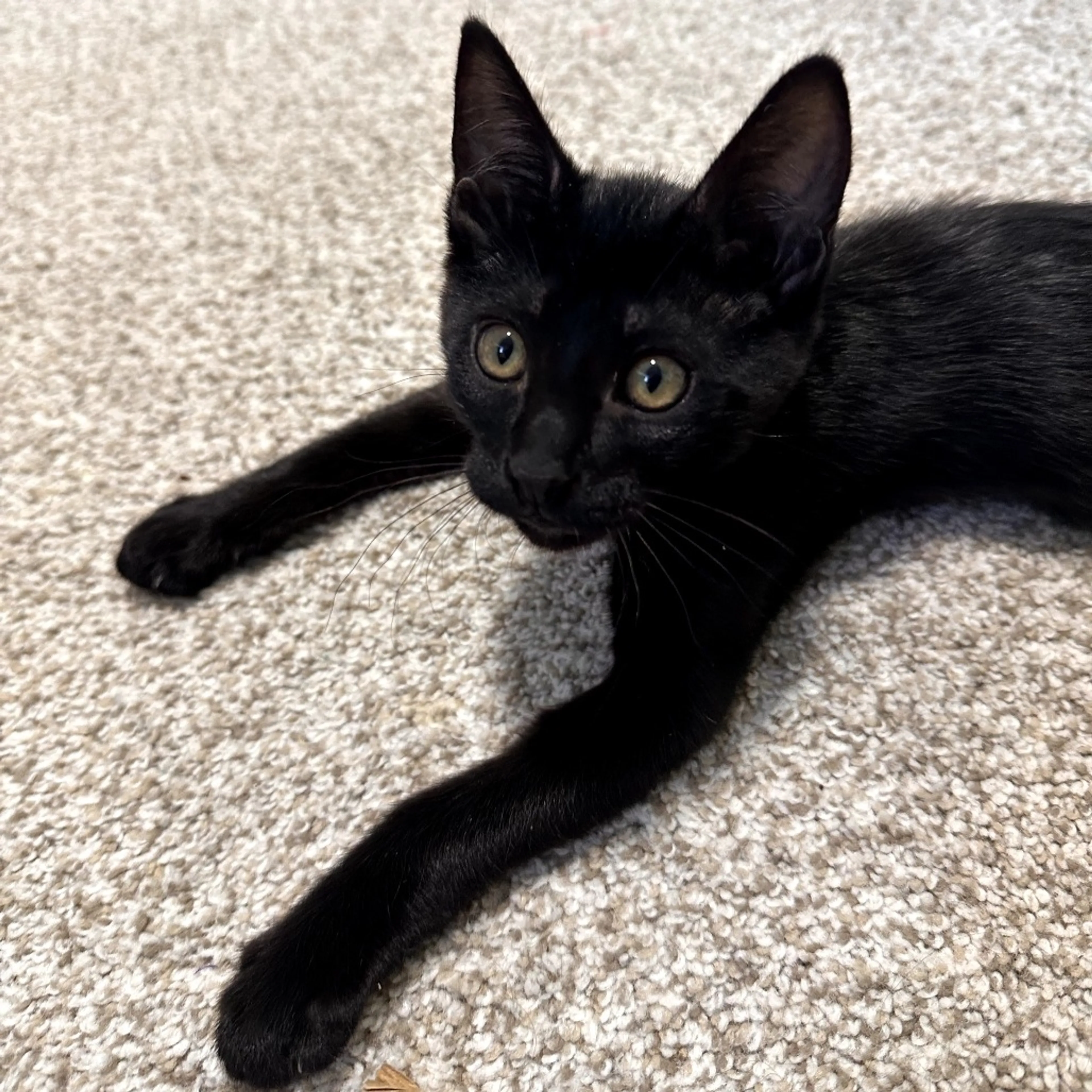 Found pet-0