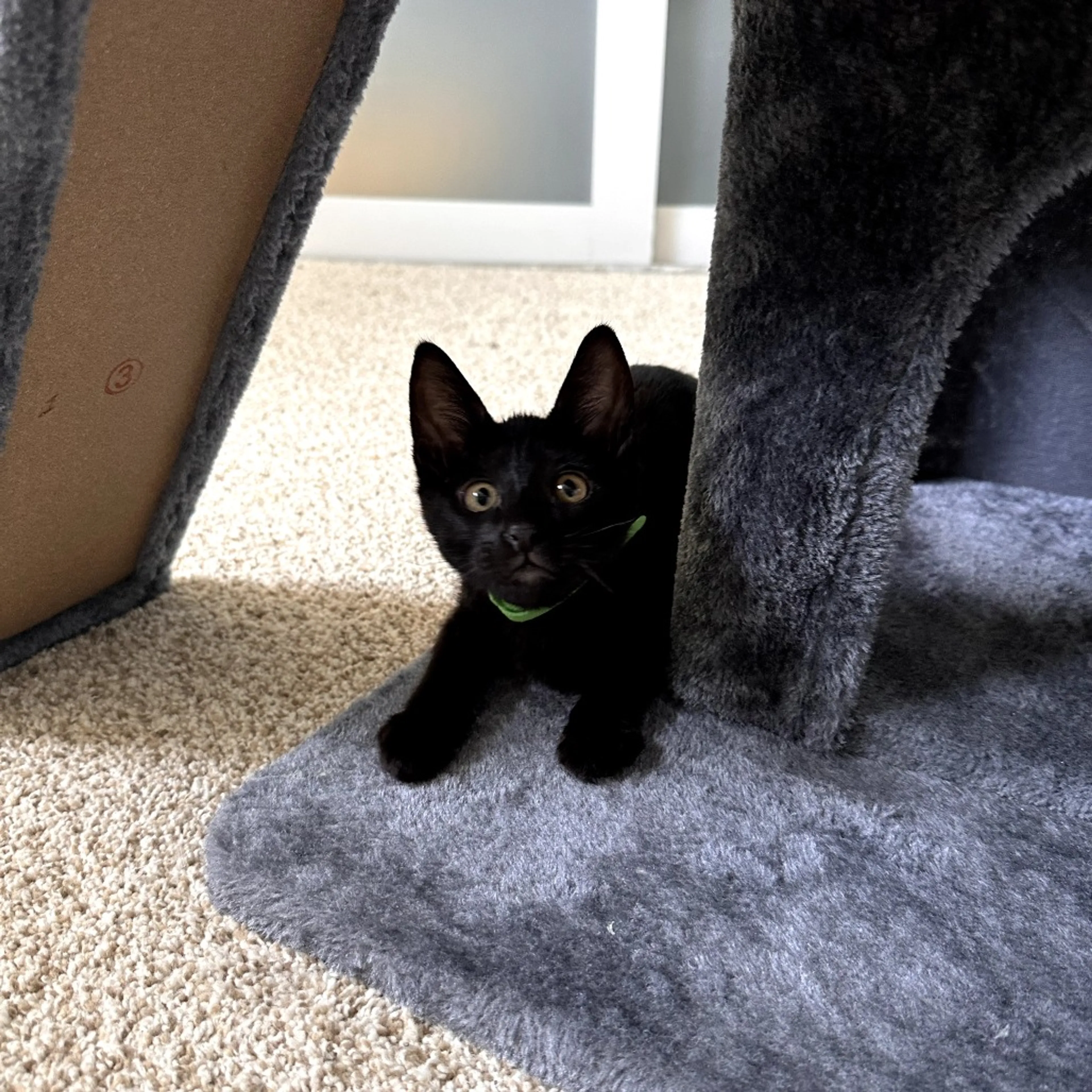 Found pet-2