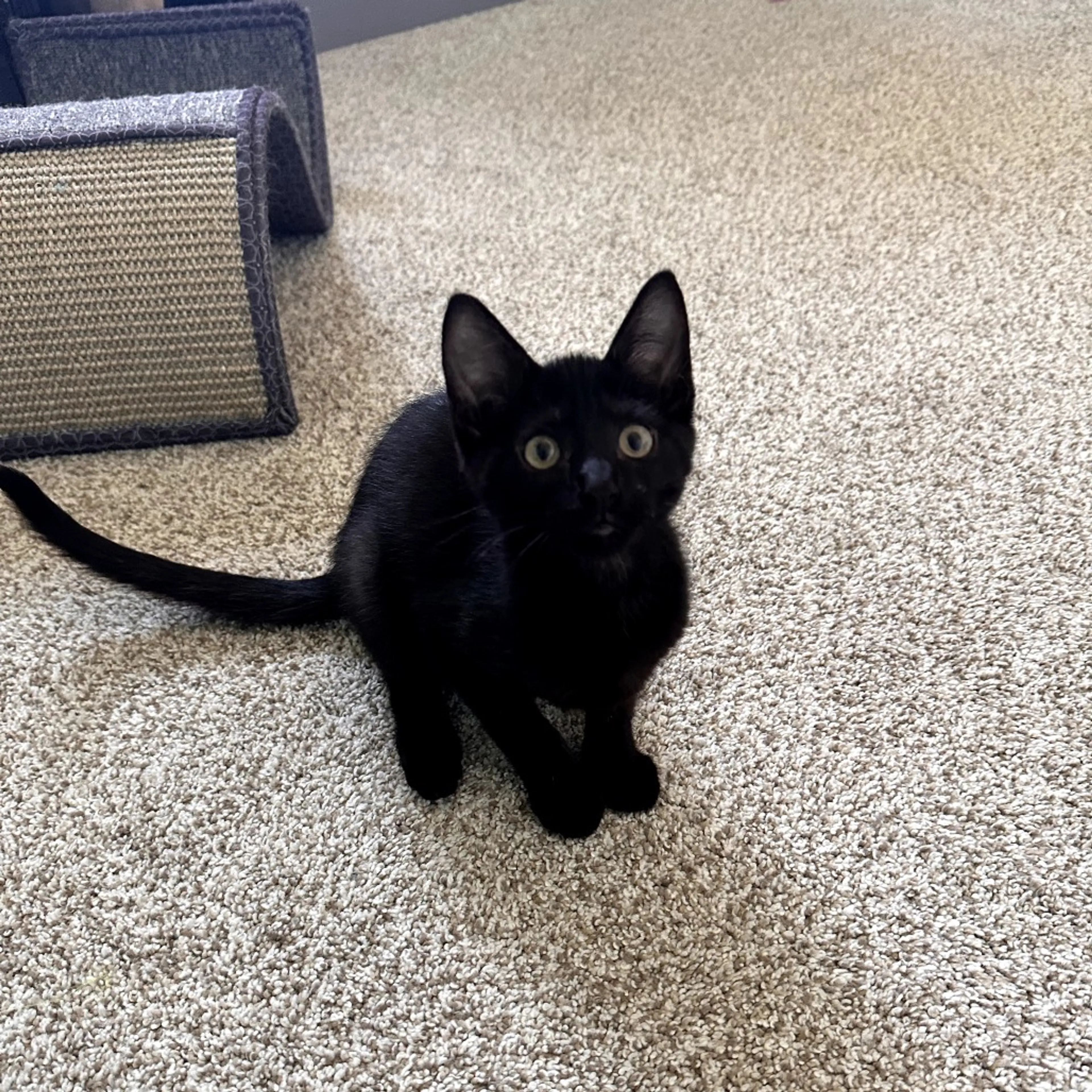 Found pet-3