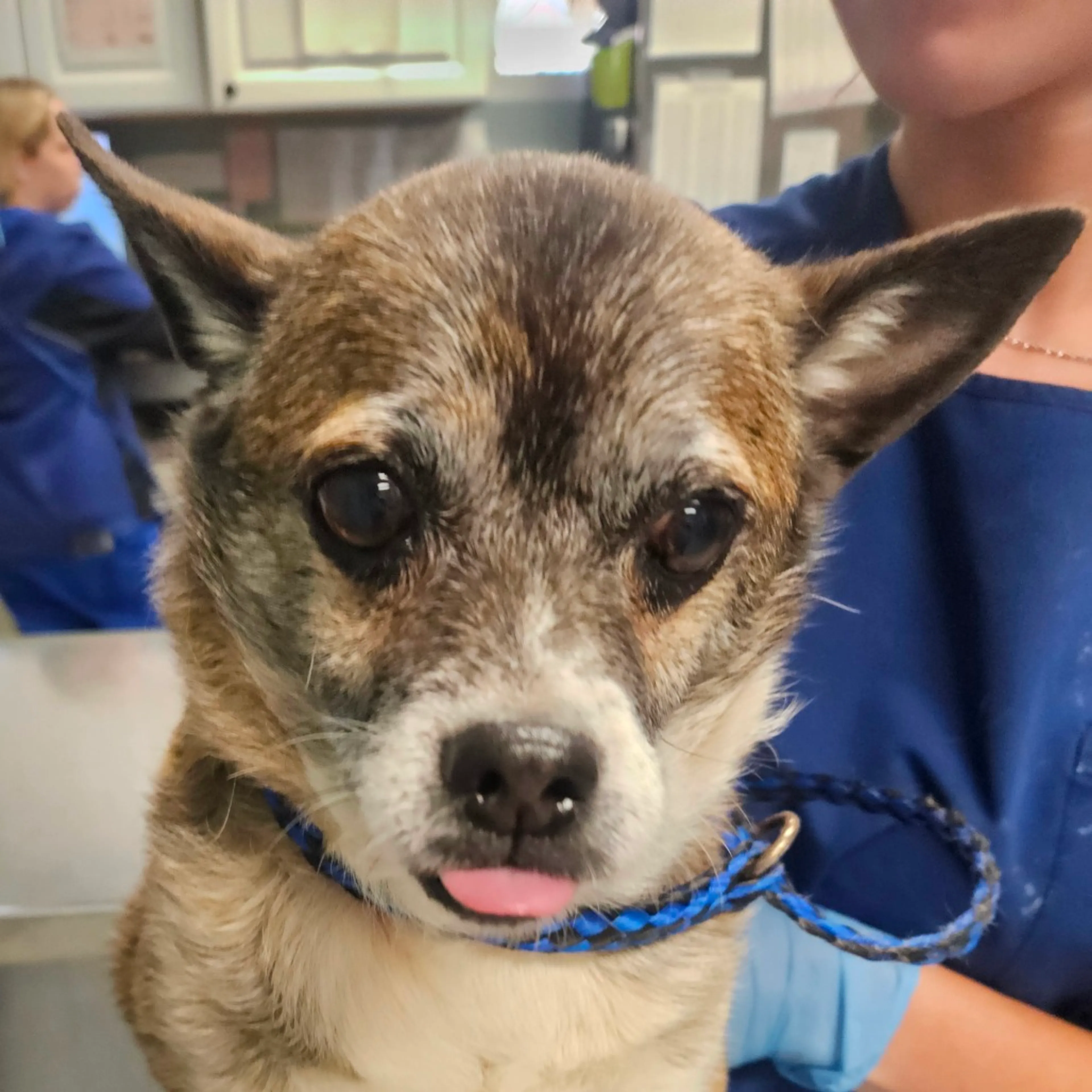 Found pet