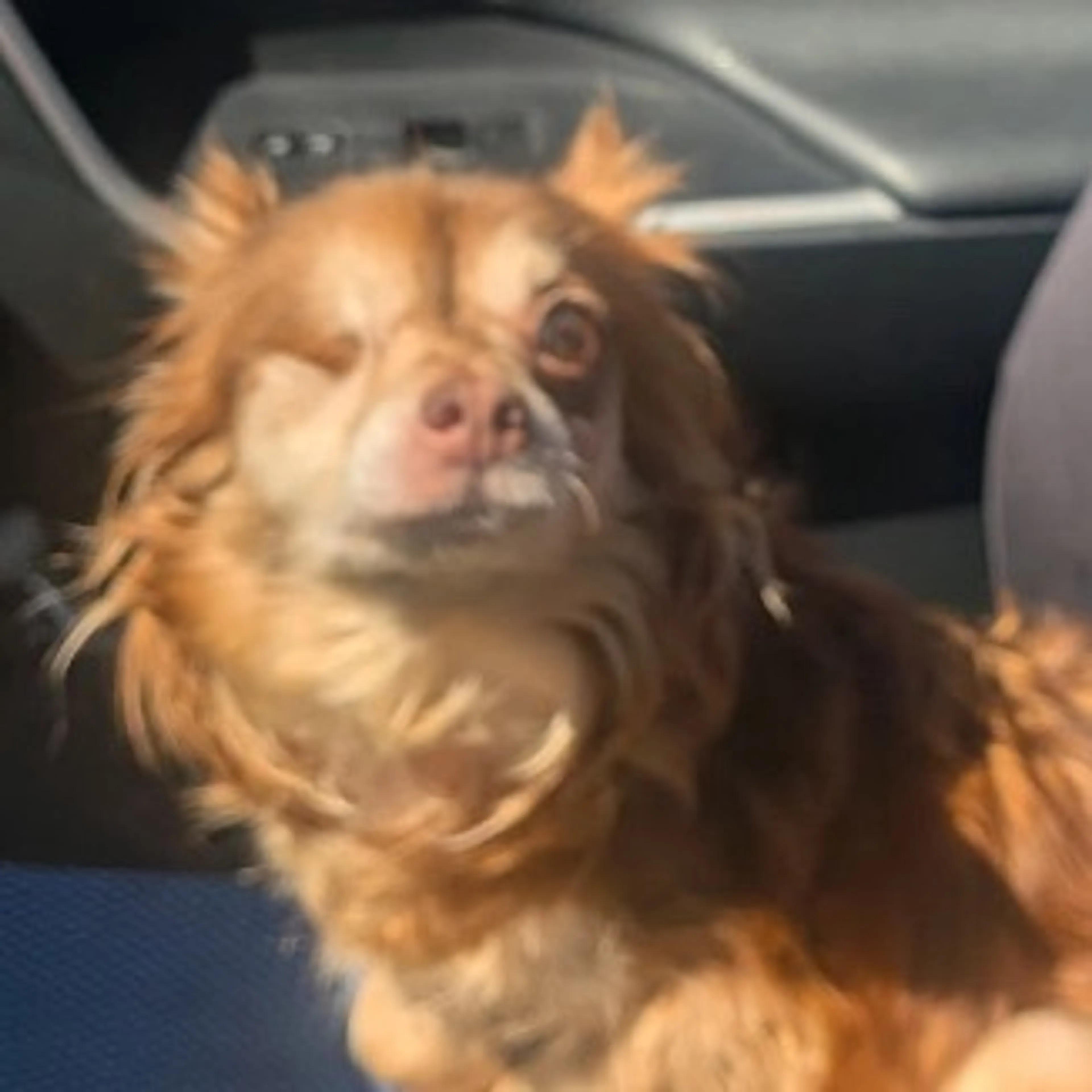 Found pet-1