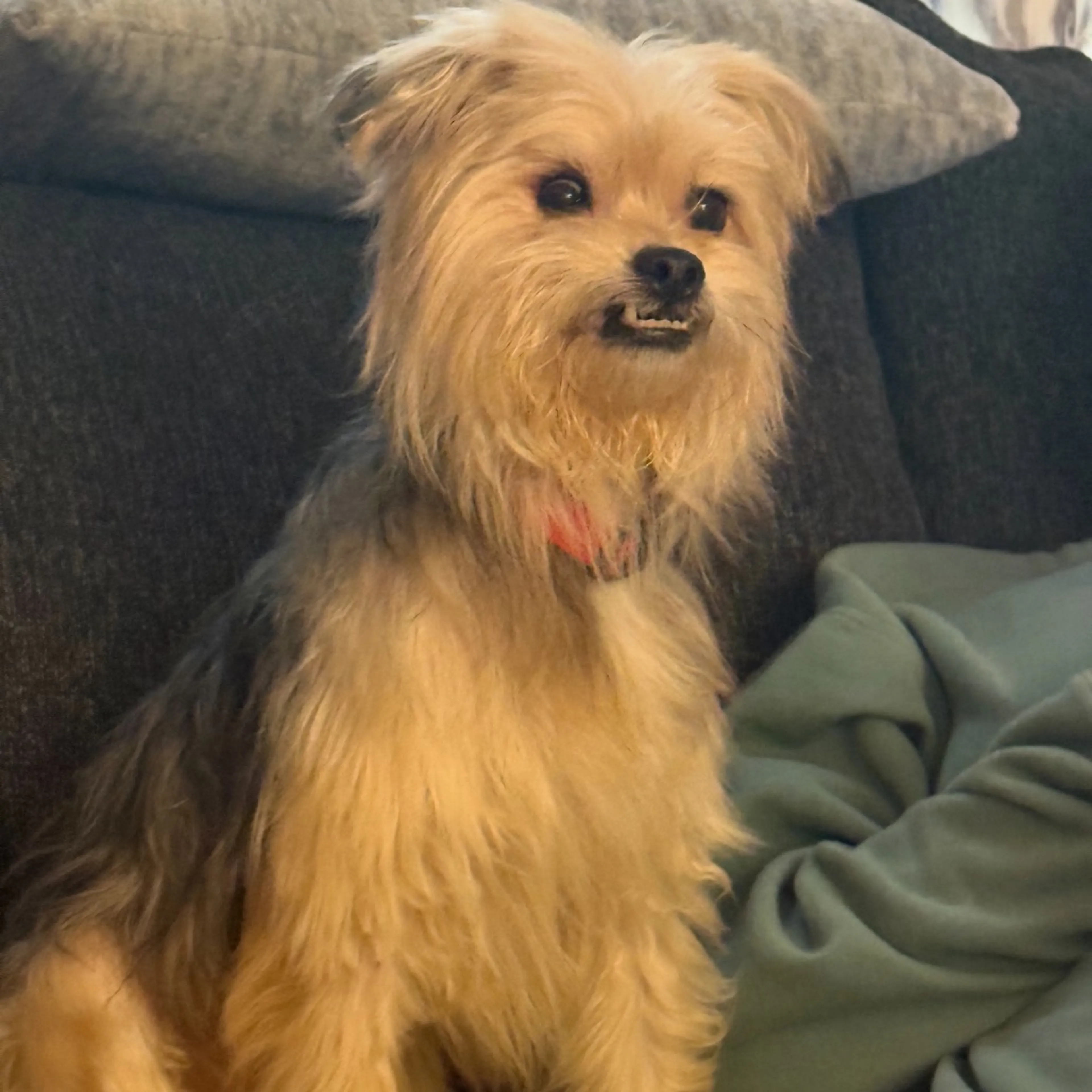 Found pet