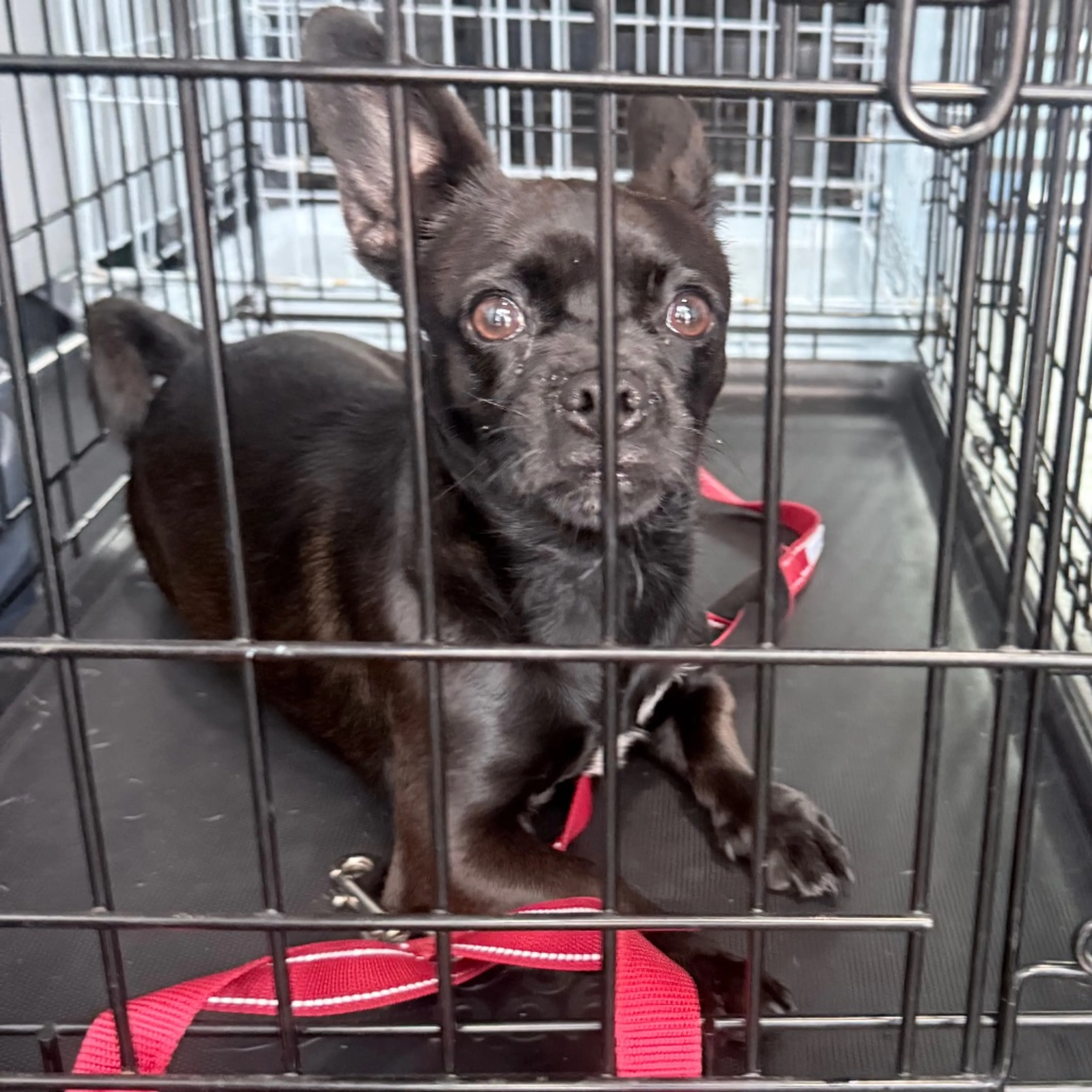 Found pet
