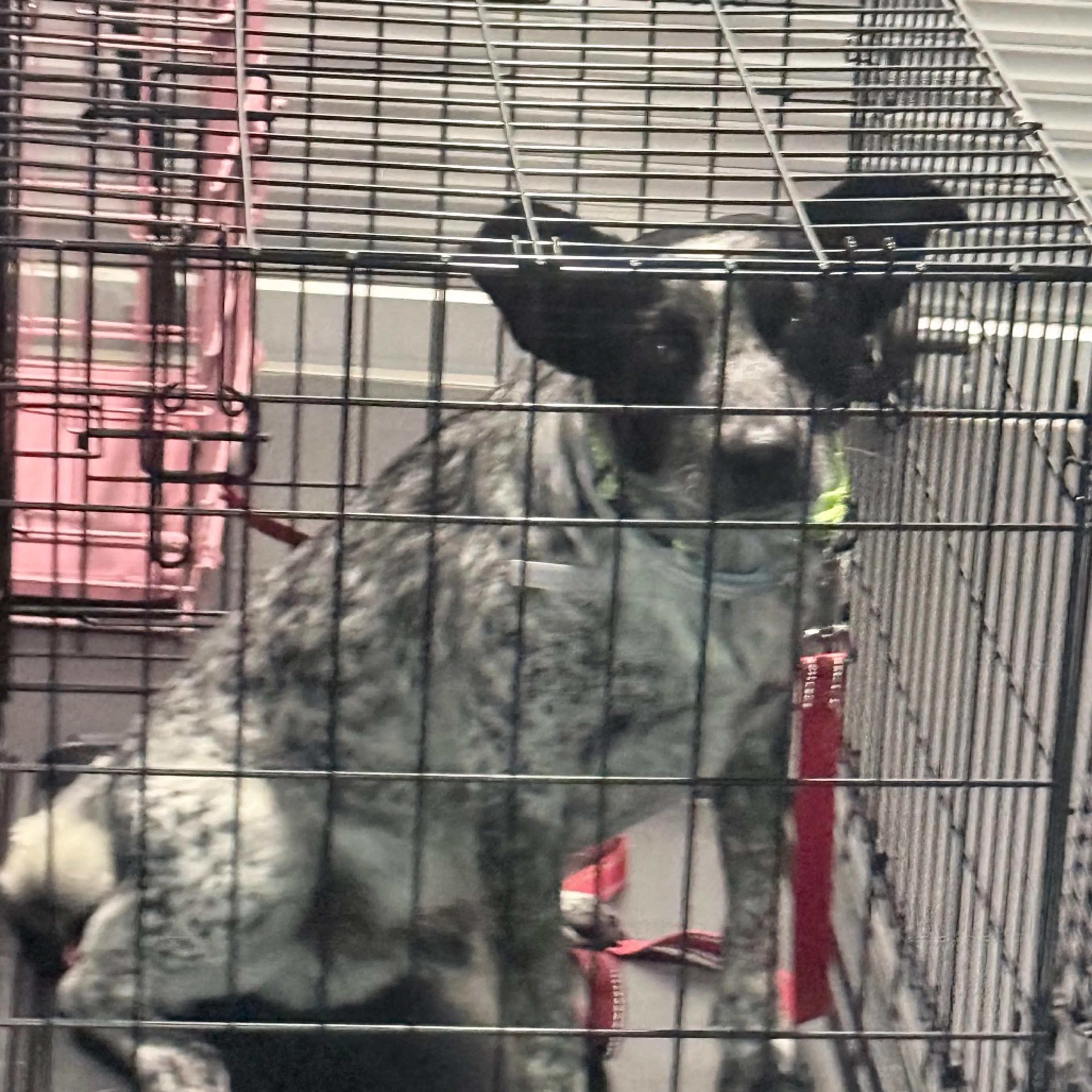 Found pet