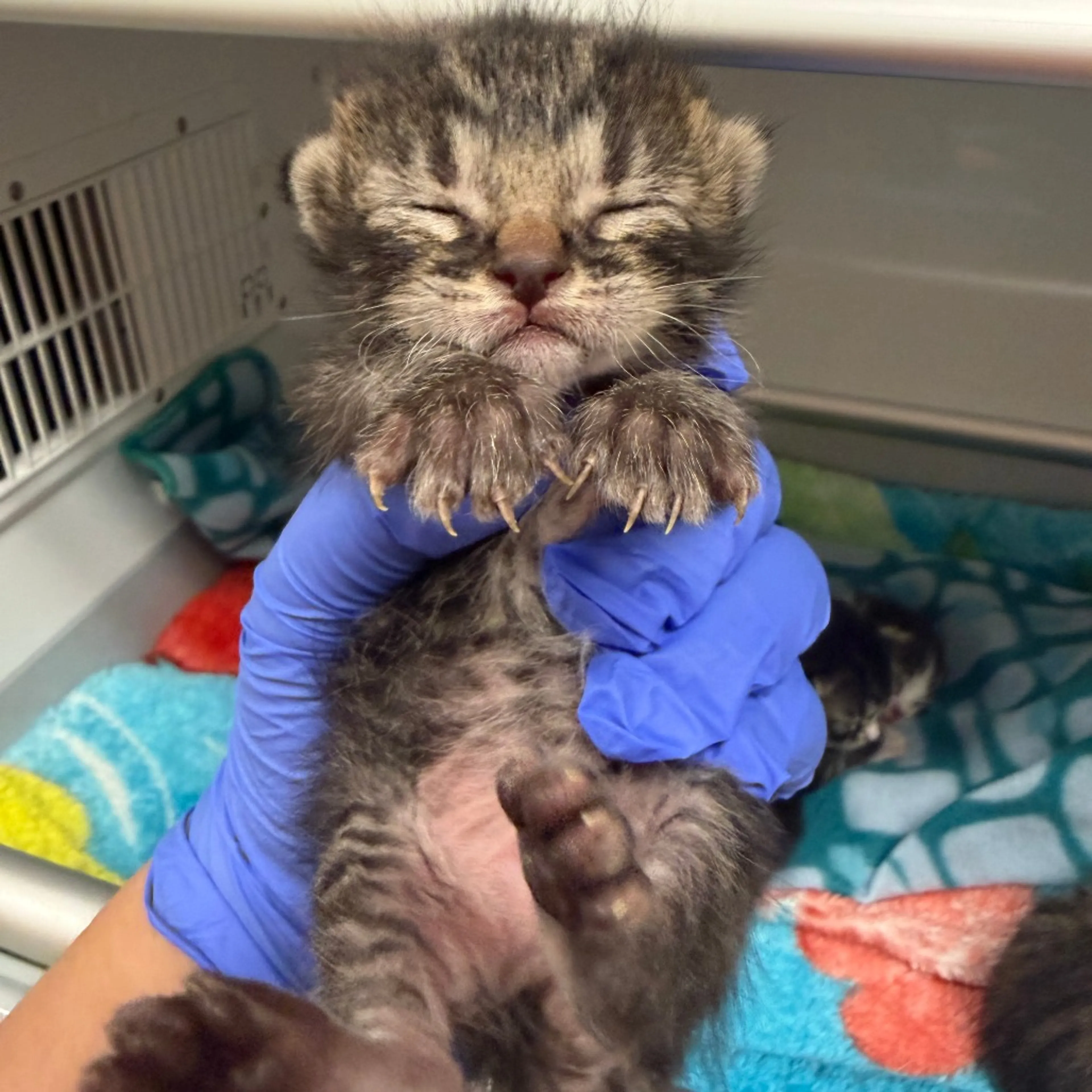 Found pet-1