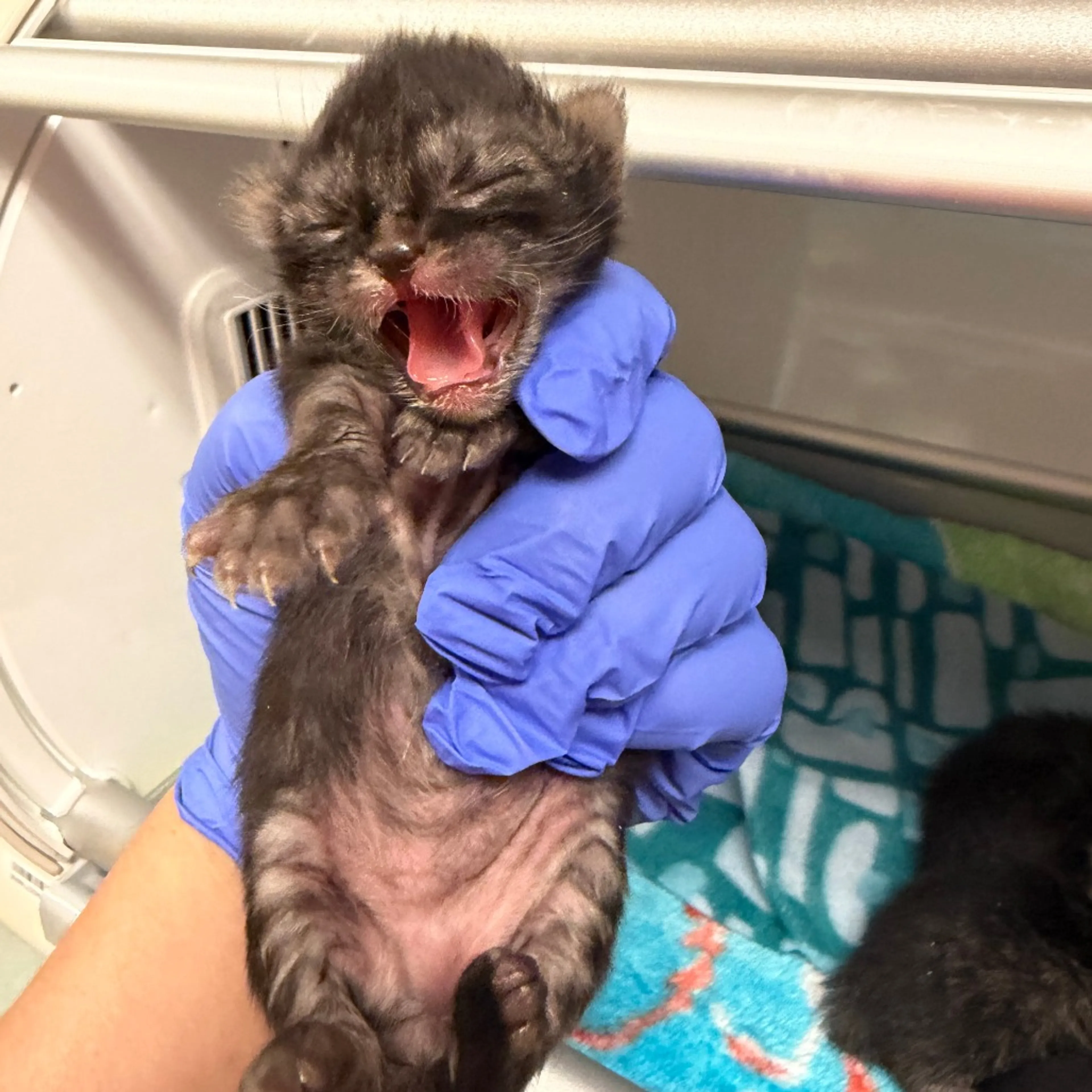 Found pet-1