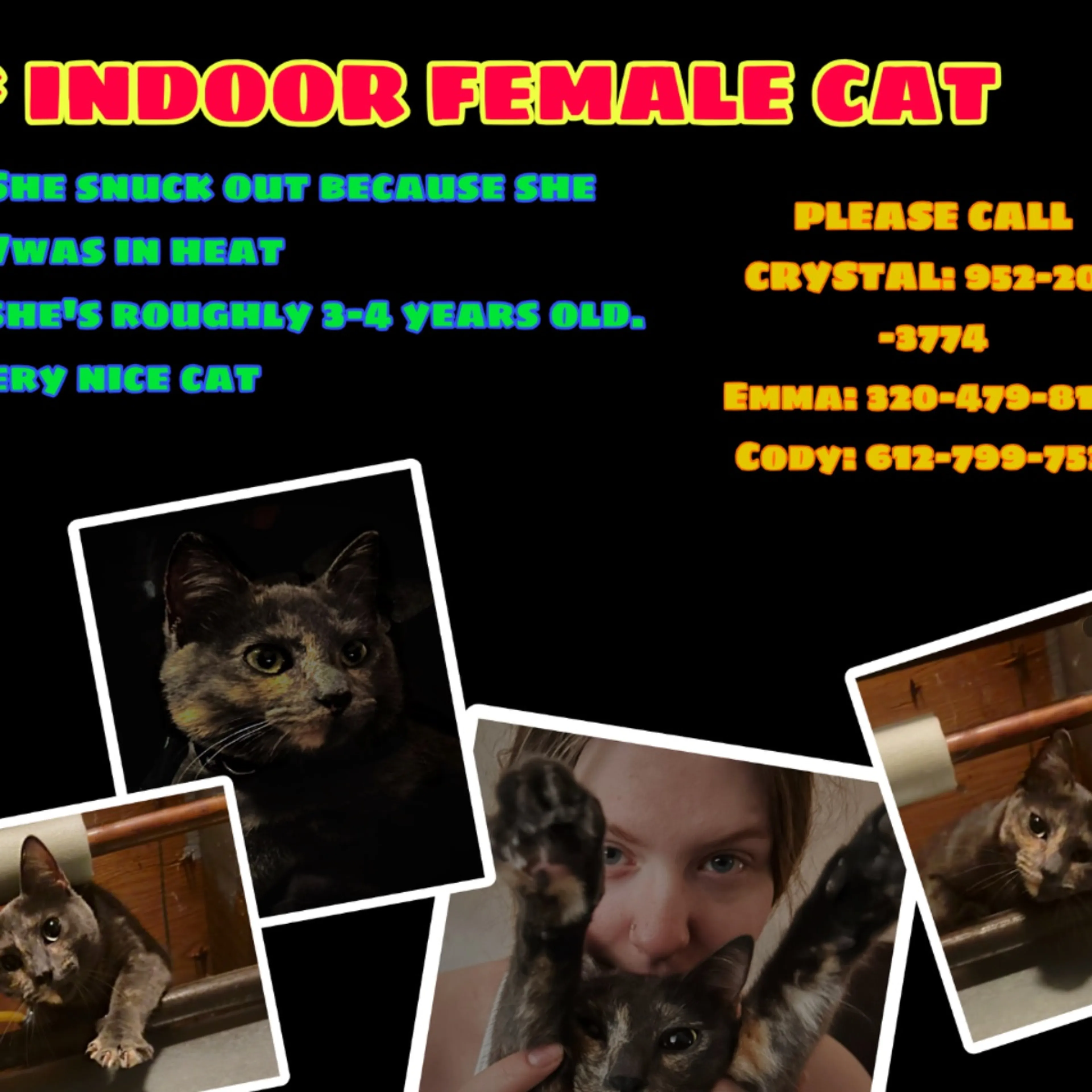 Lost pet