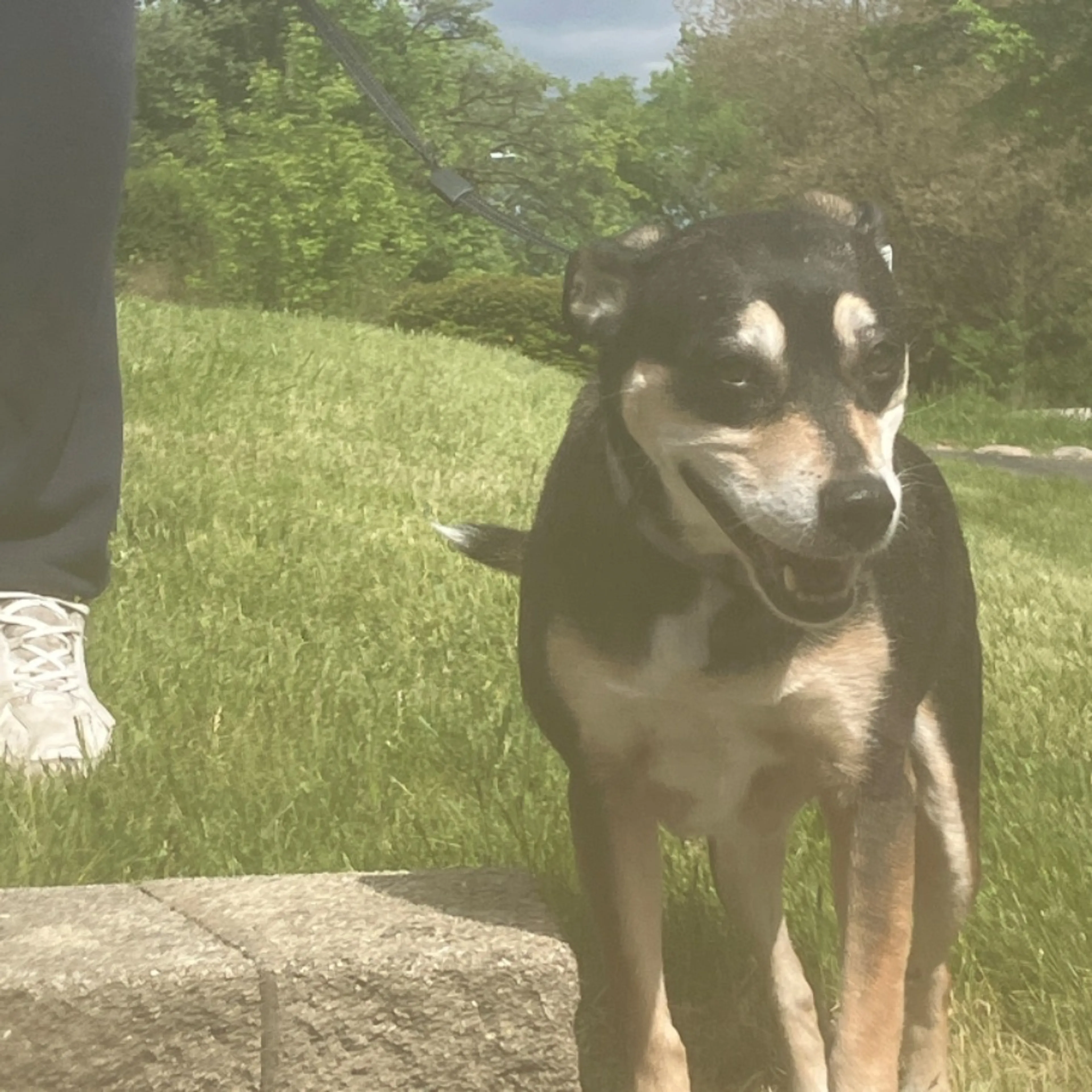 Found pet