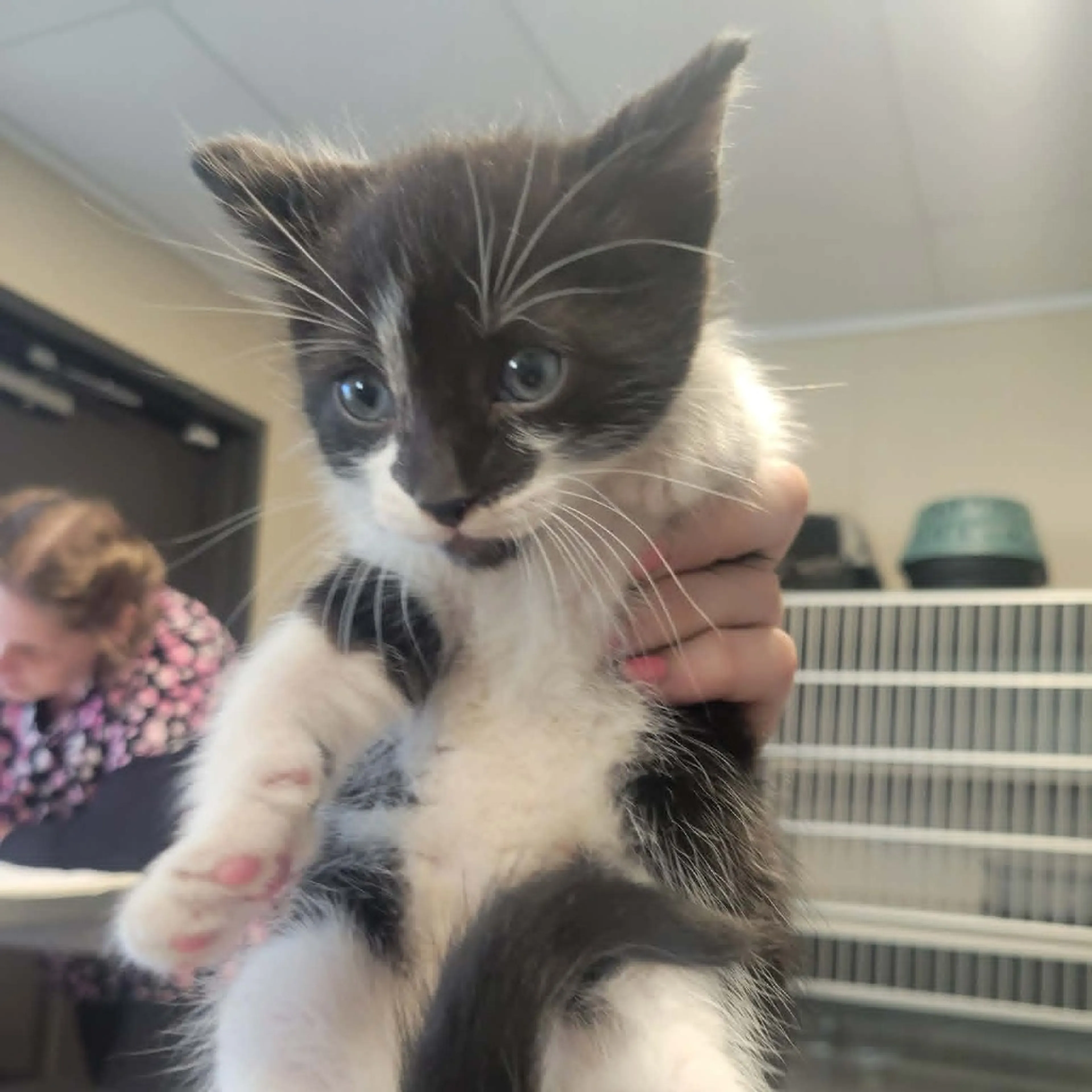 Found pet