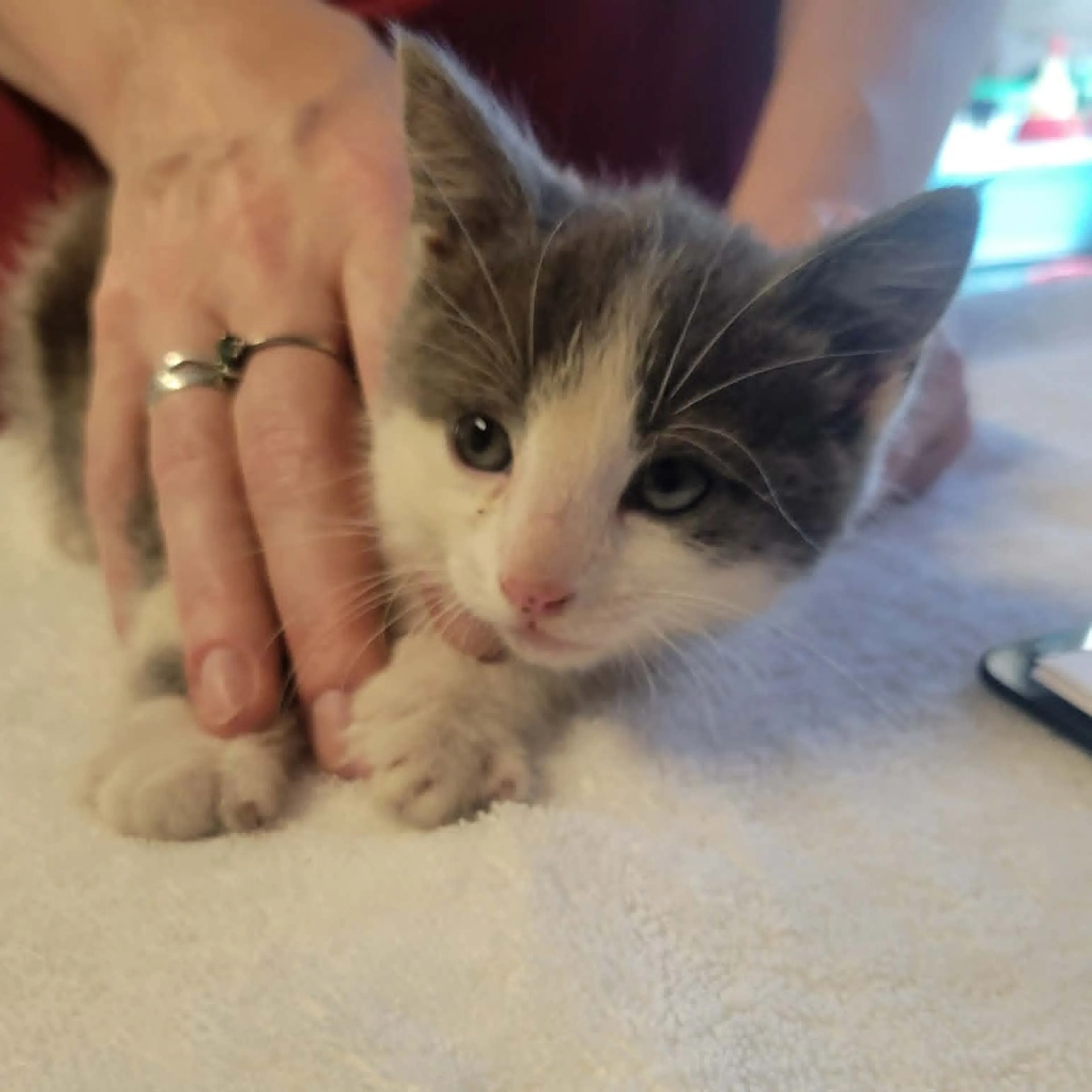 Found pet