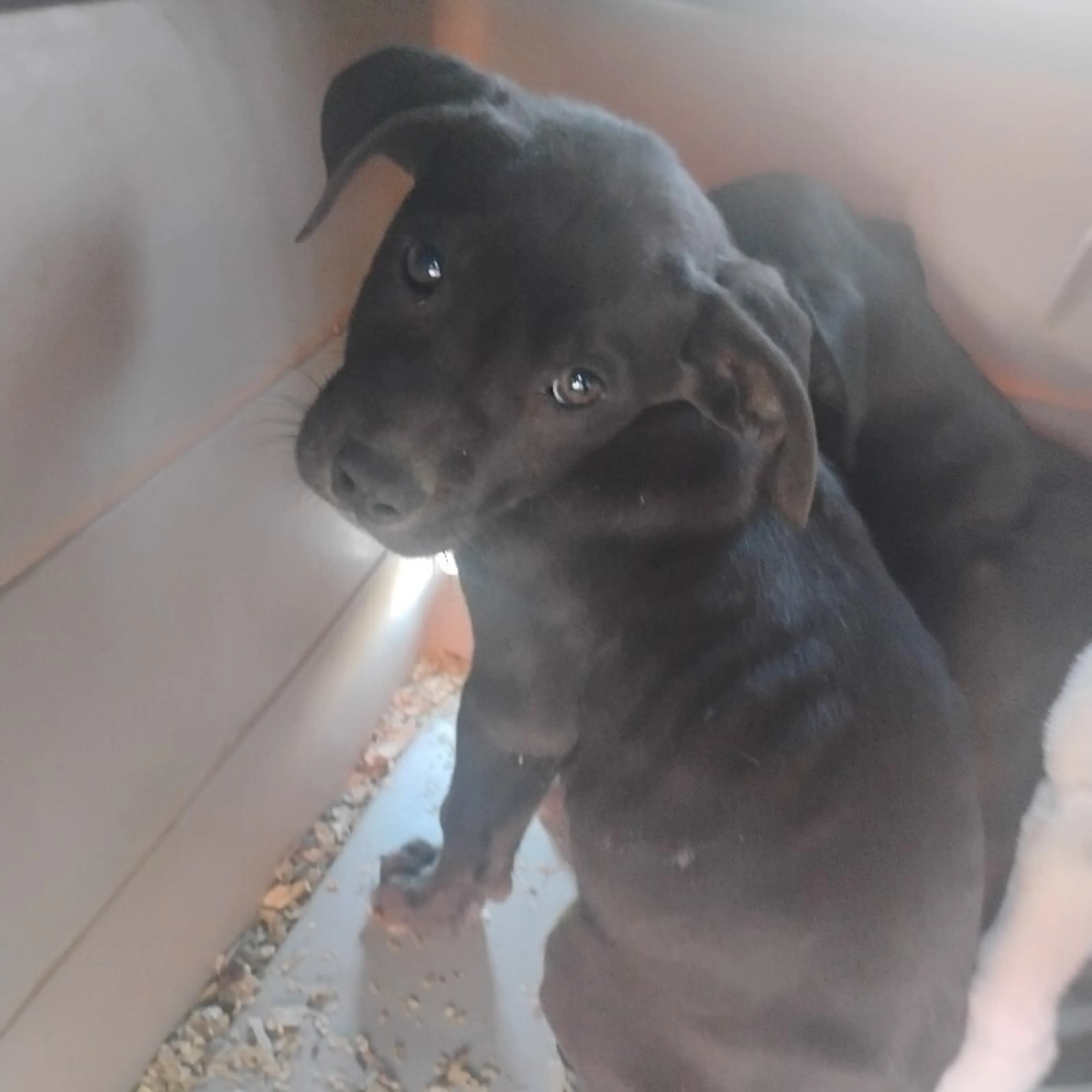 Found pet-1