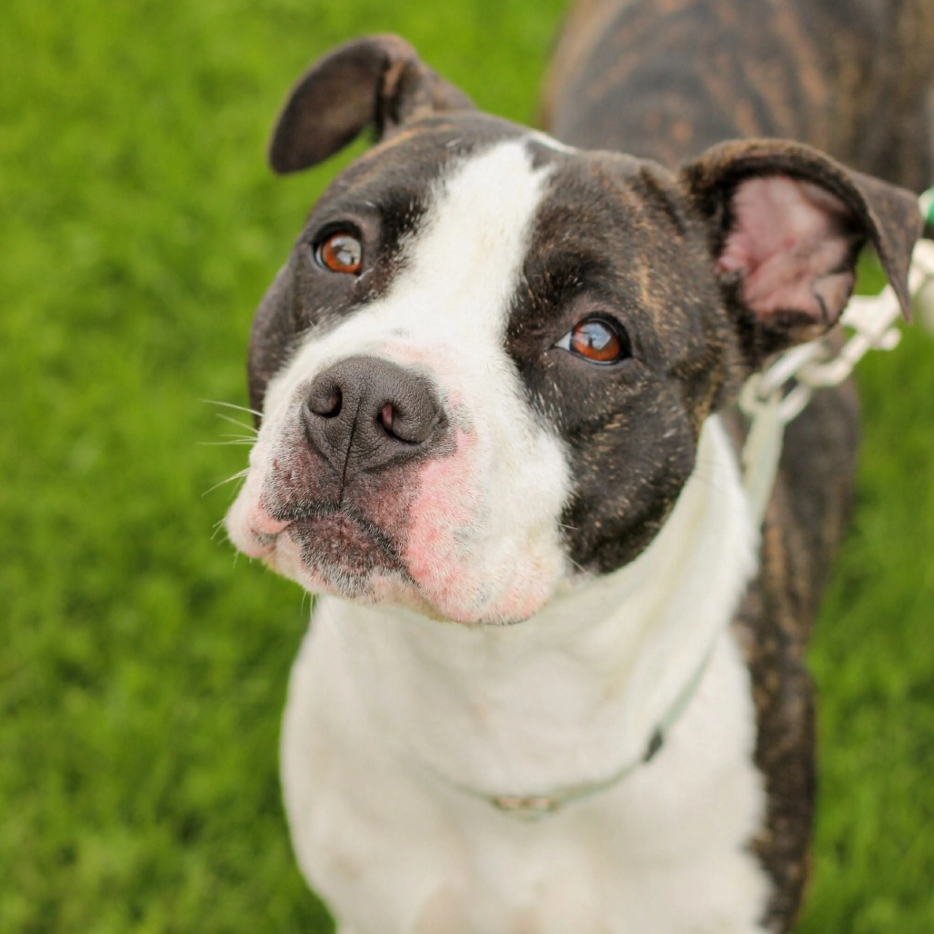 Found pet-3