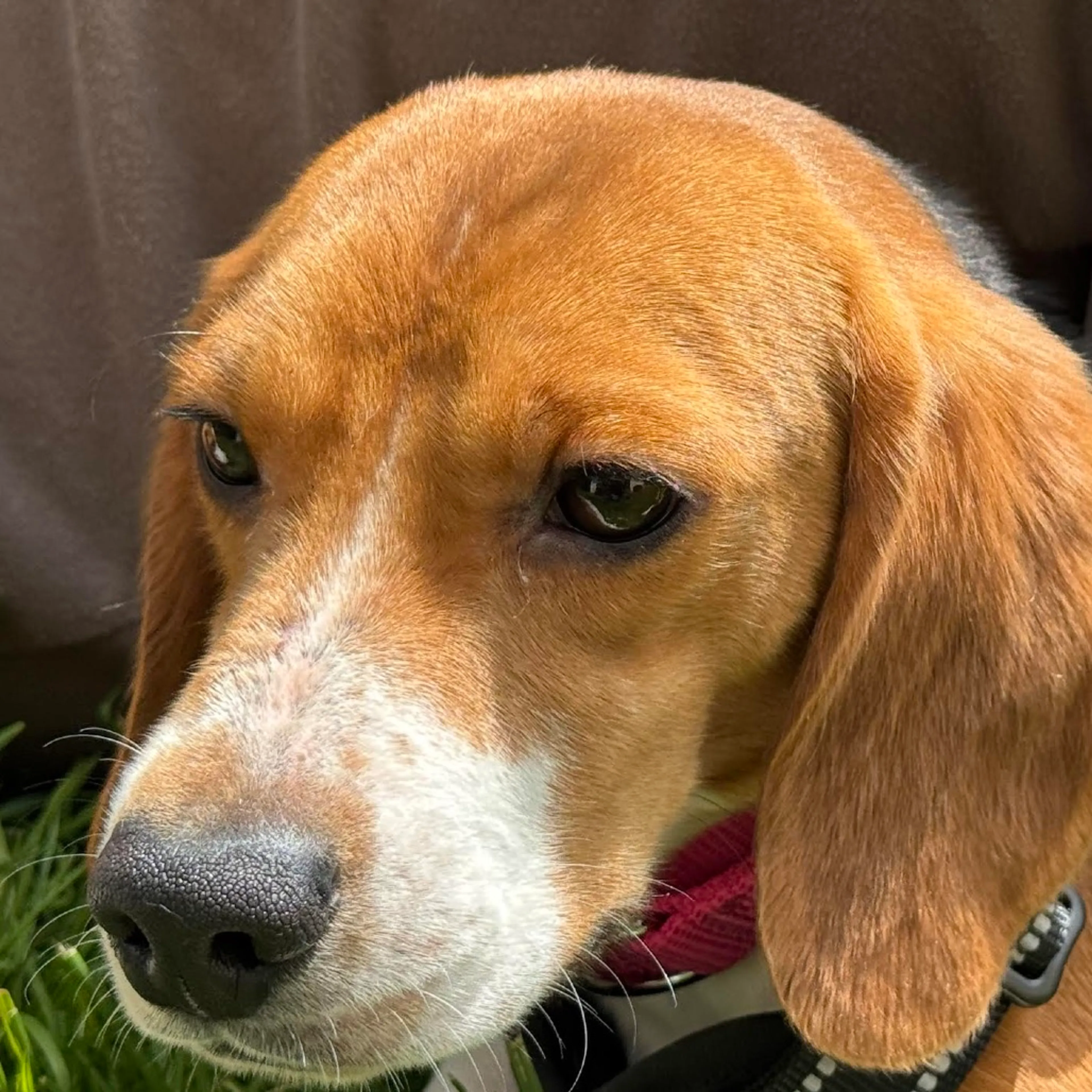 Found pet-2