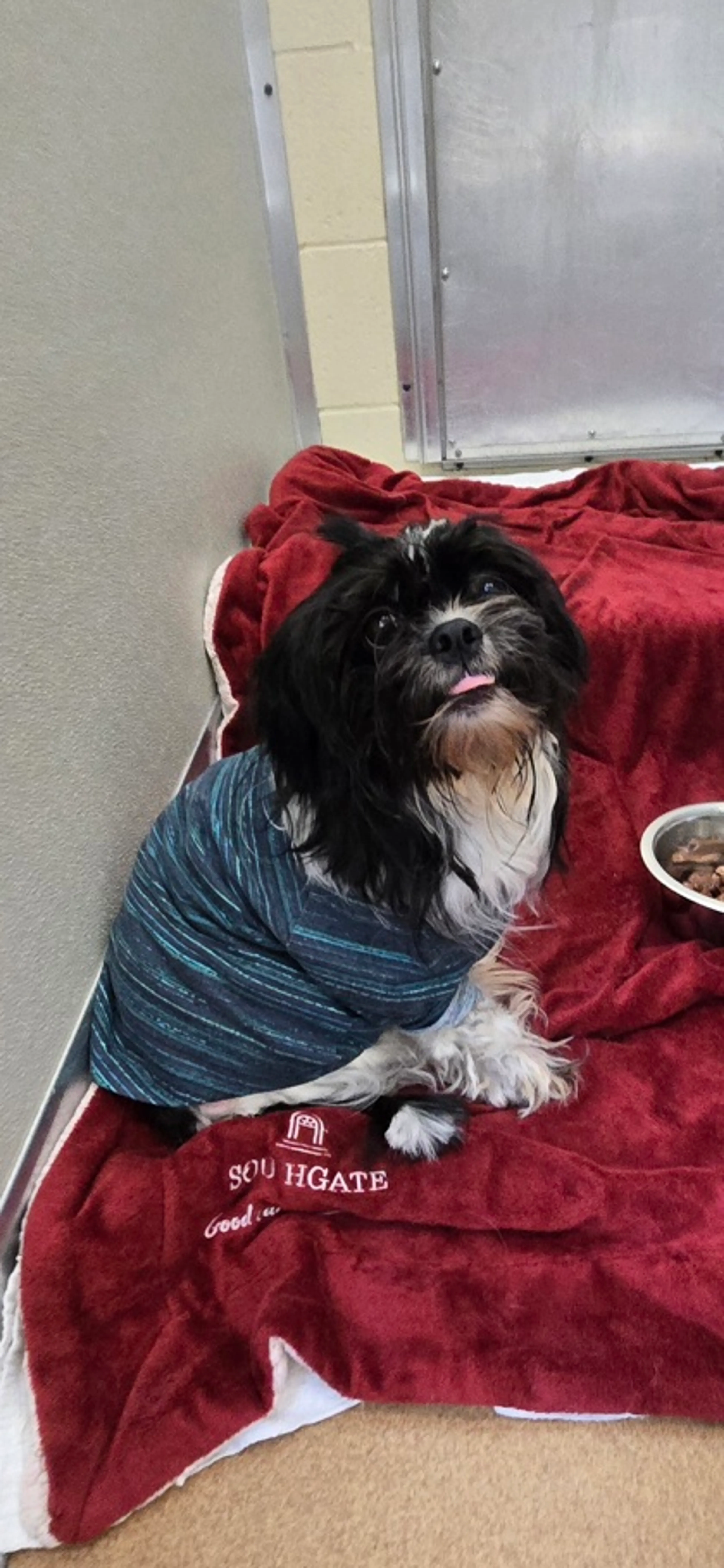 Found pet-1