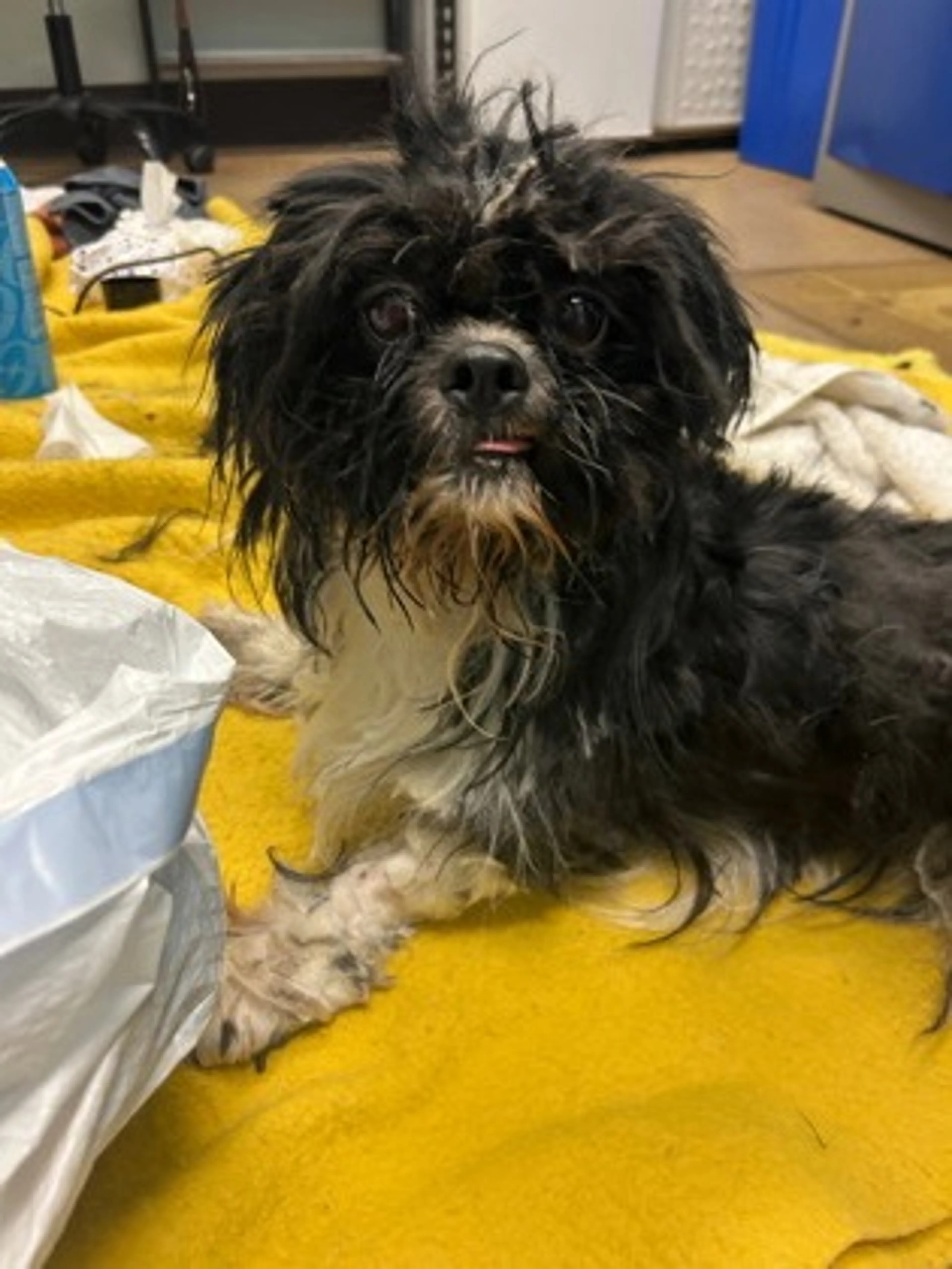 Found pet-2