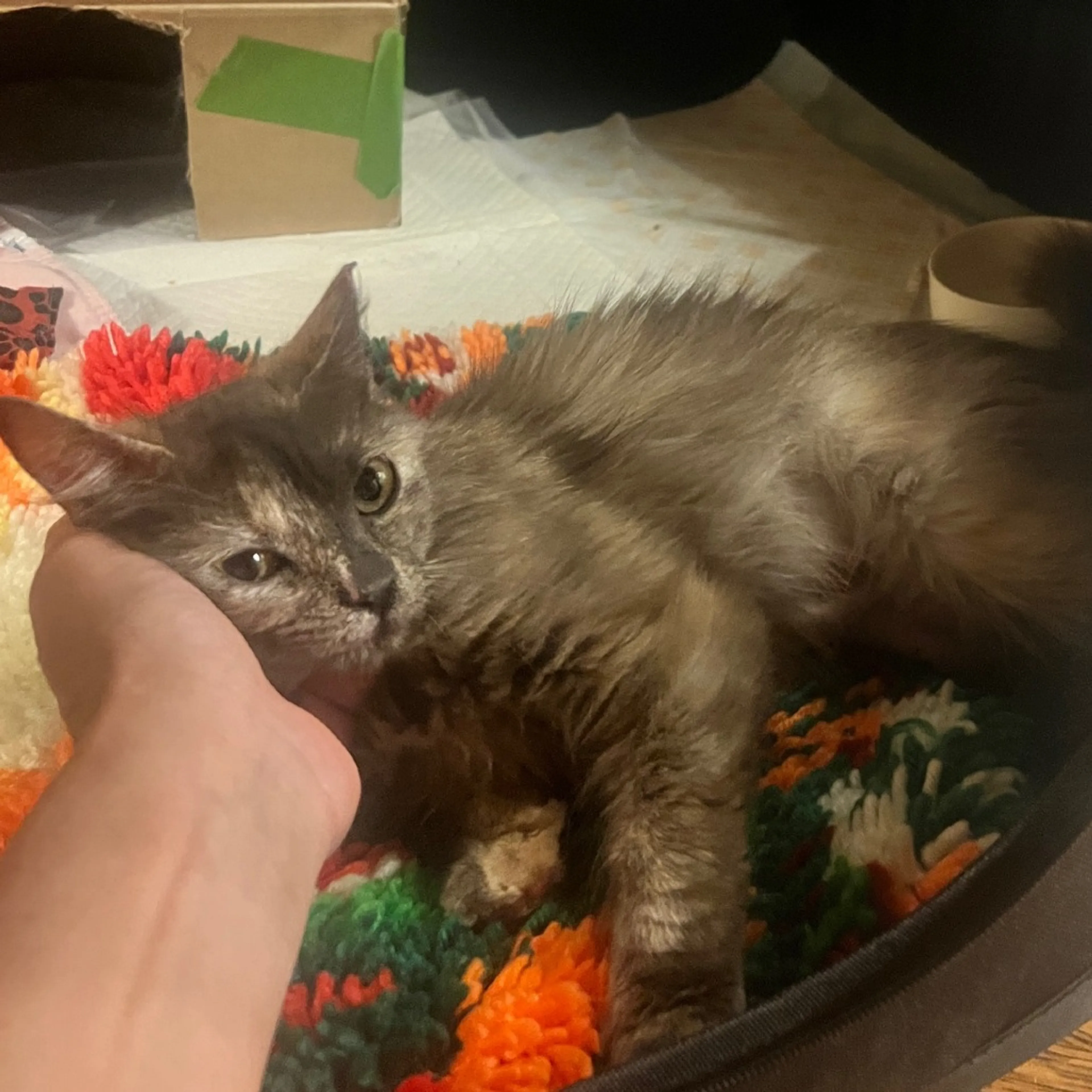 Found pet