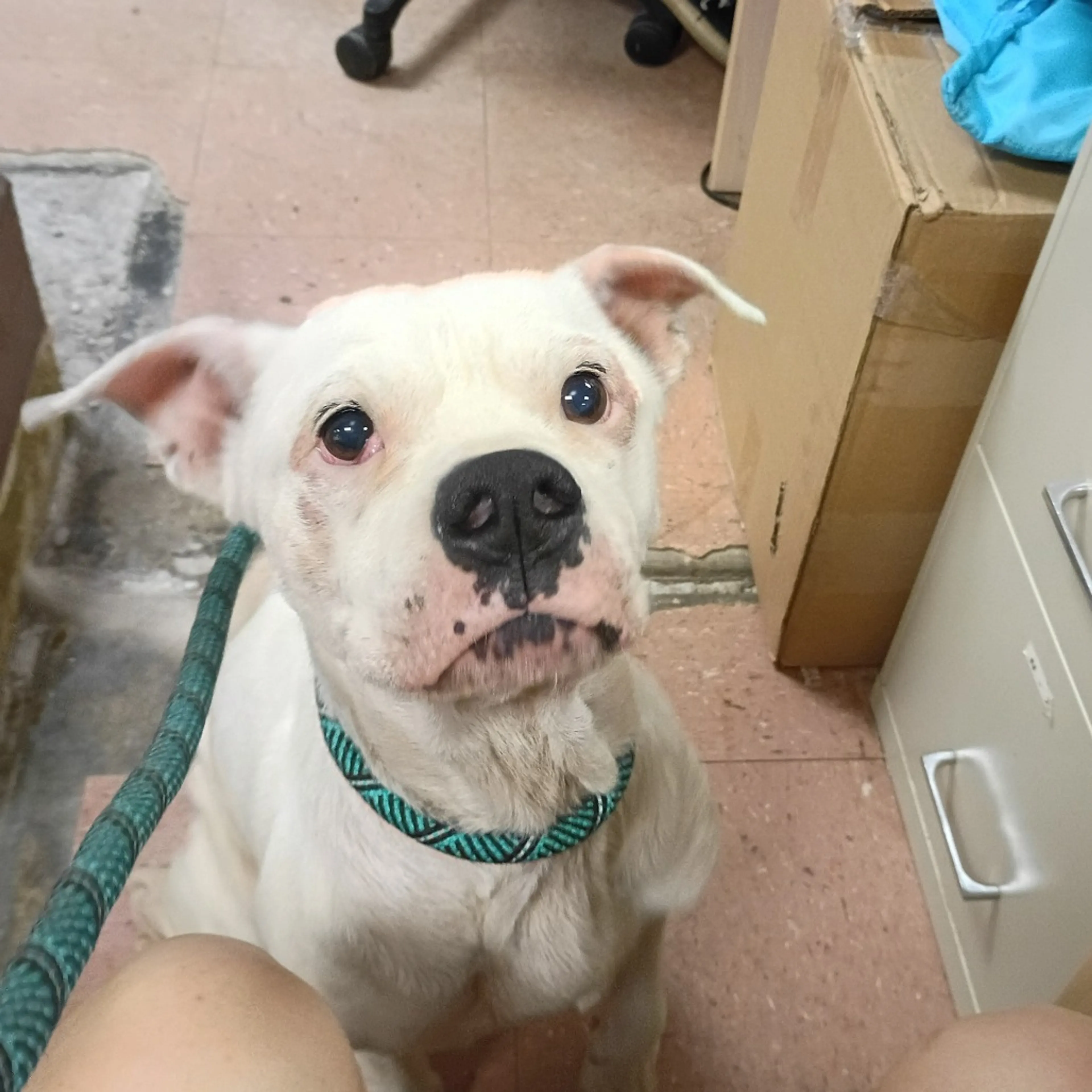 Found pet-1