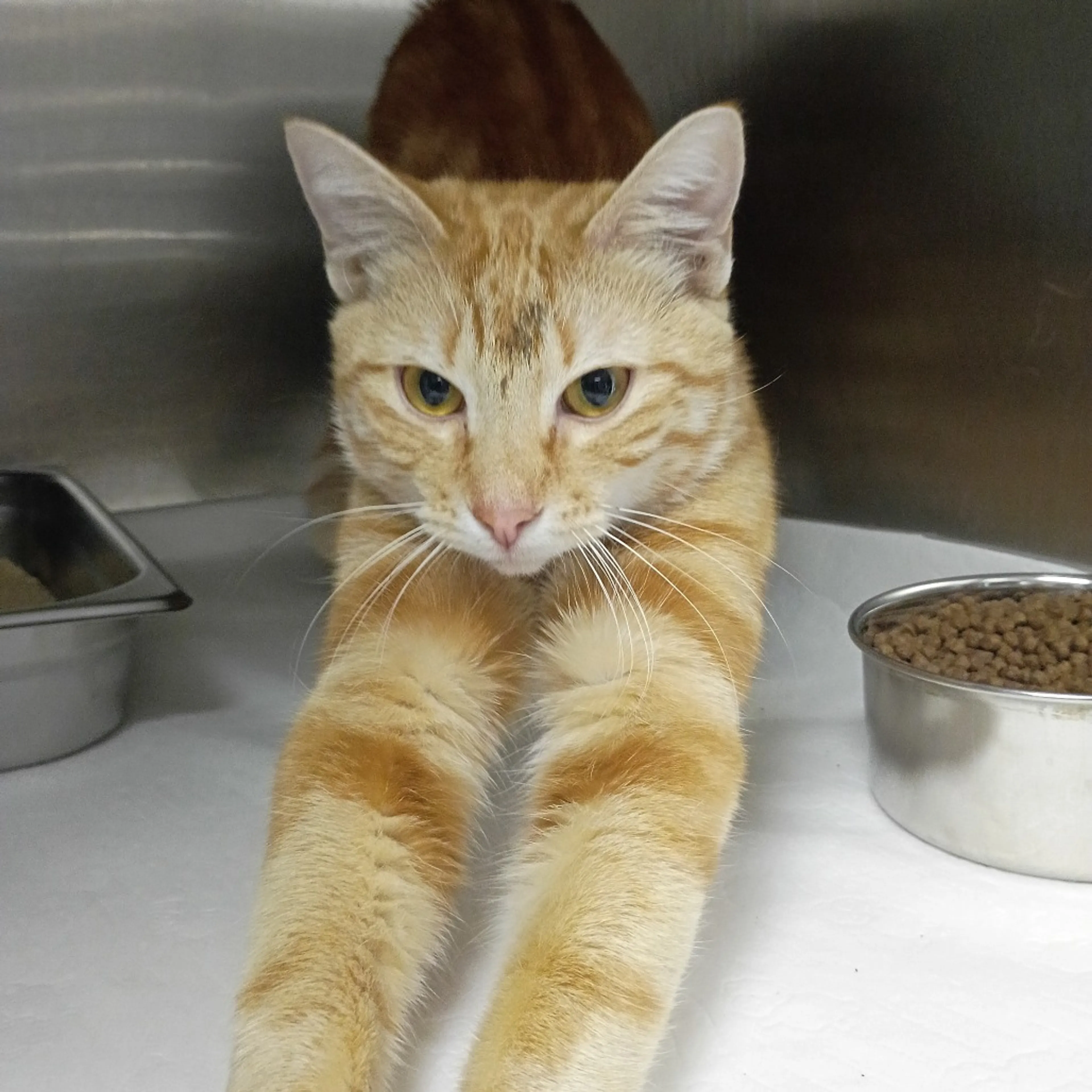 Found pet-1