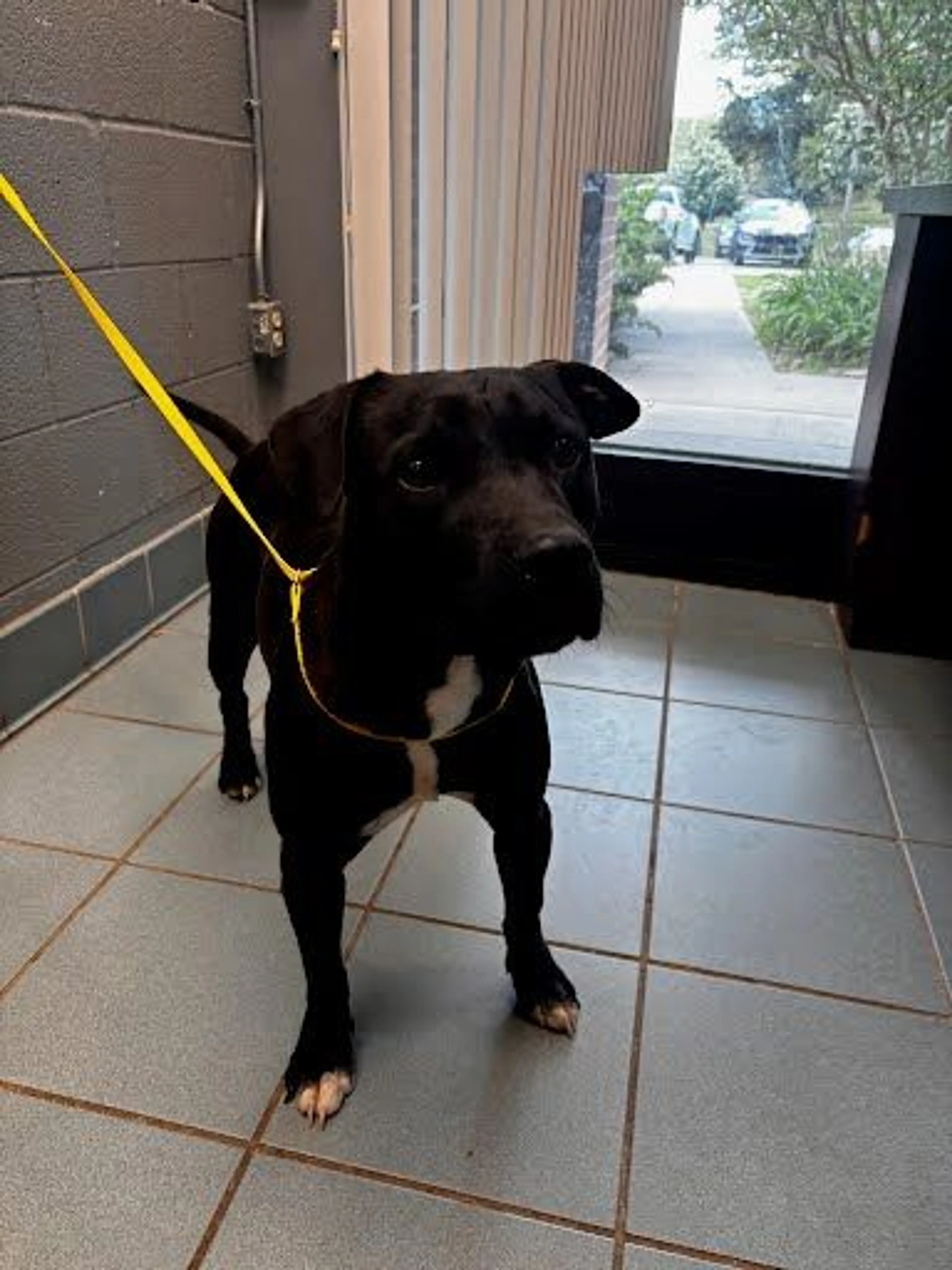 Found pet