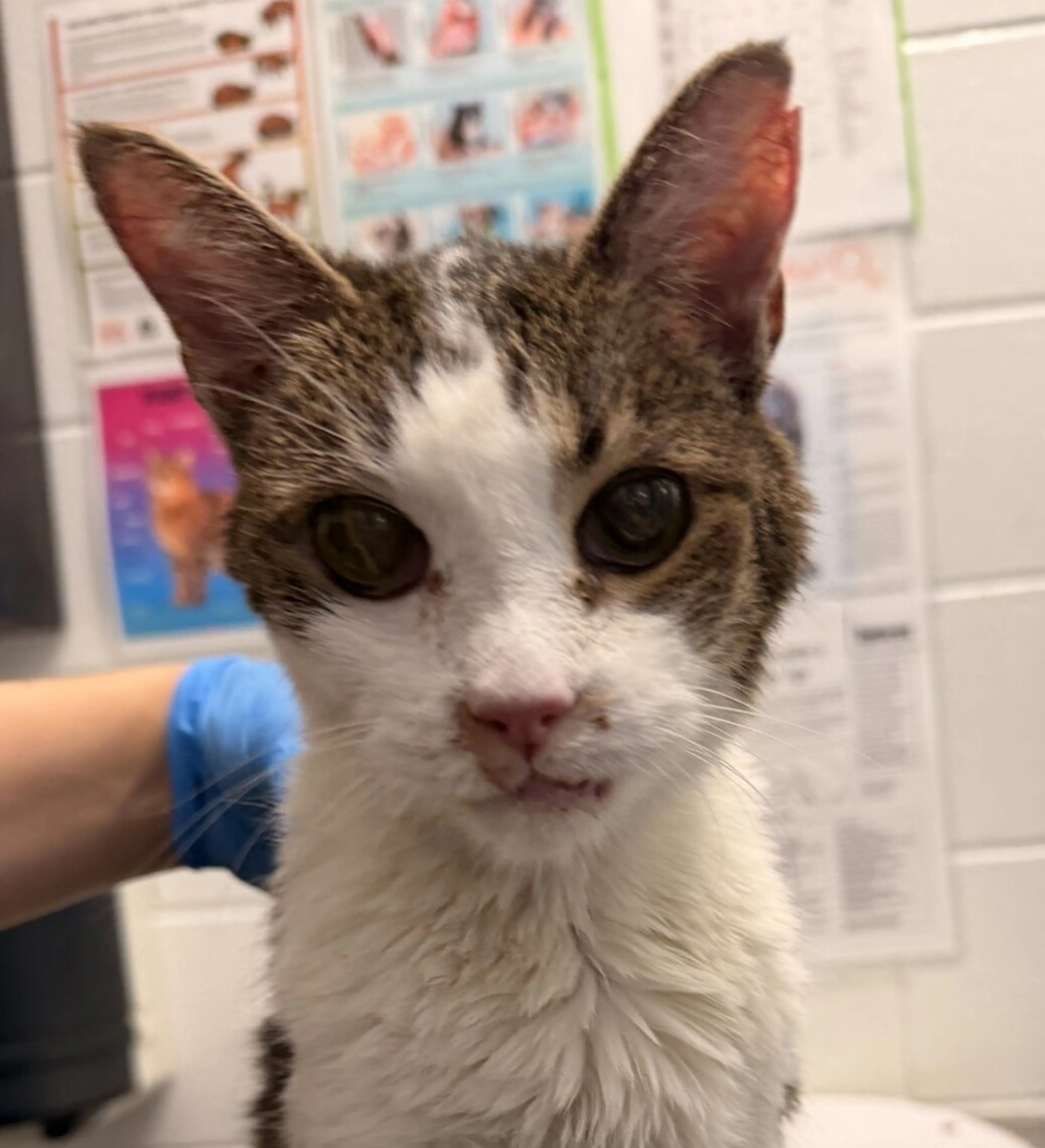 Found pet