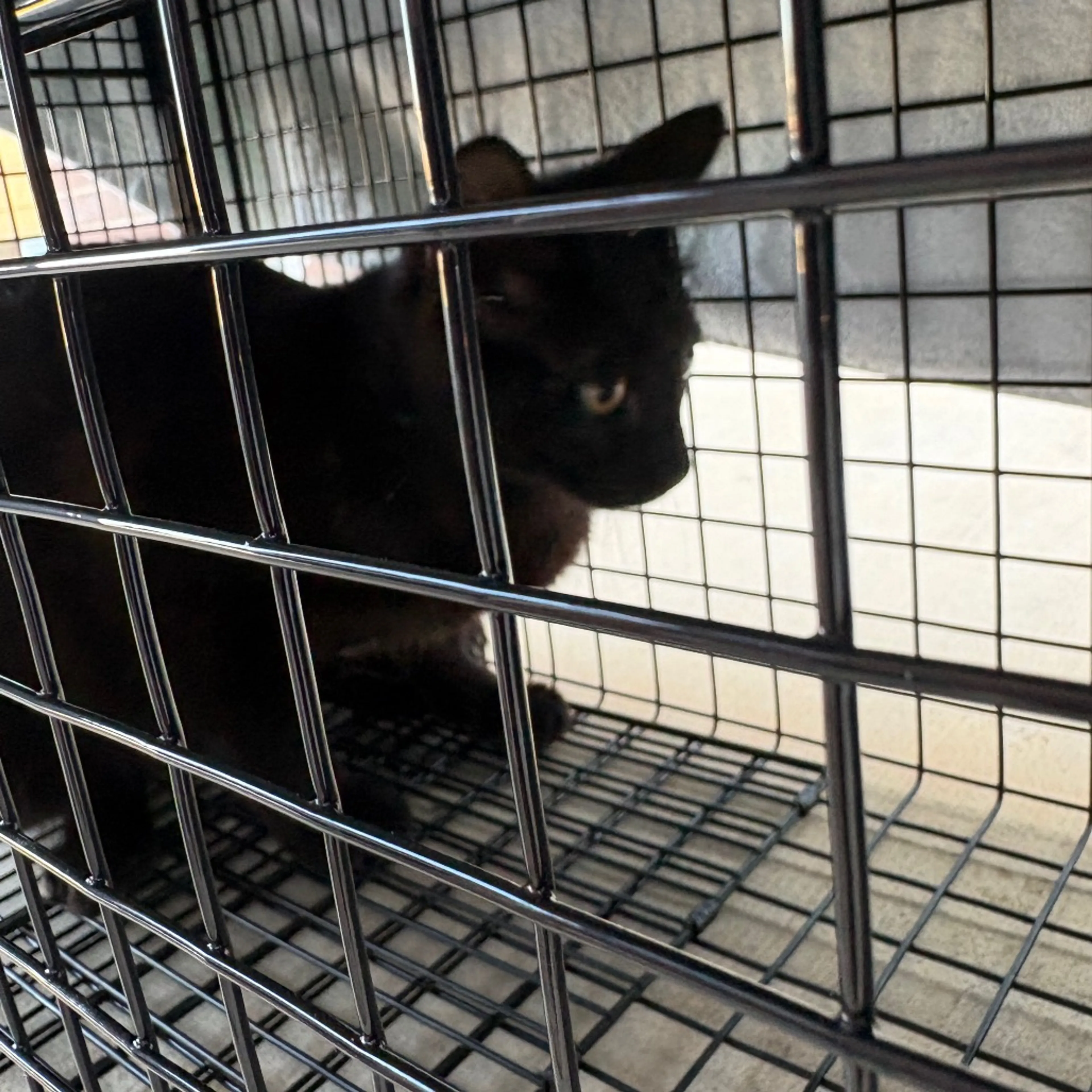 Found pet-1