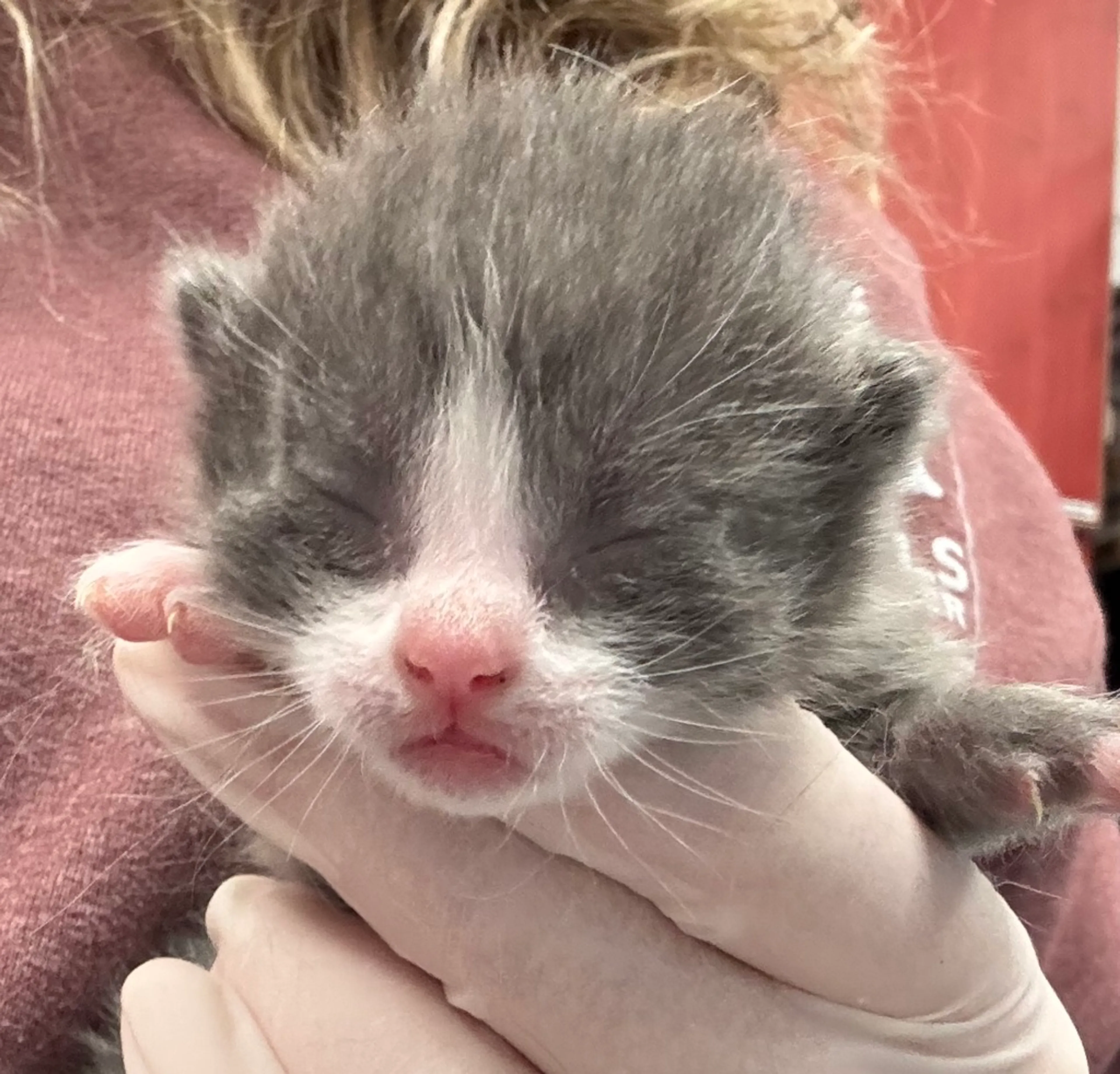 Found pet