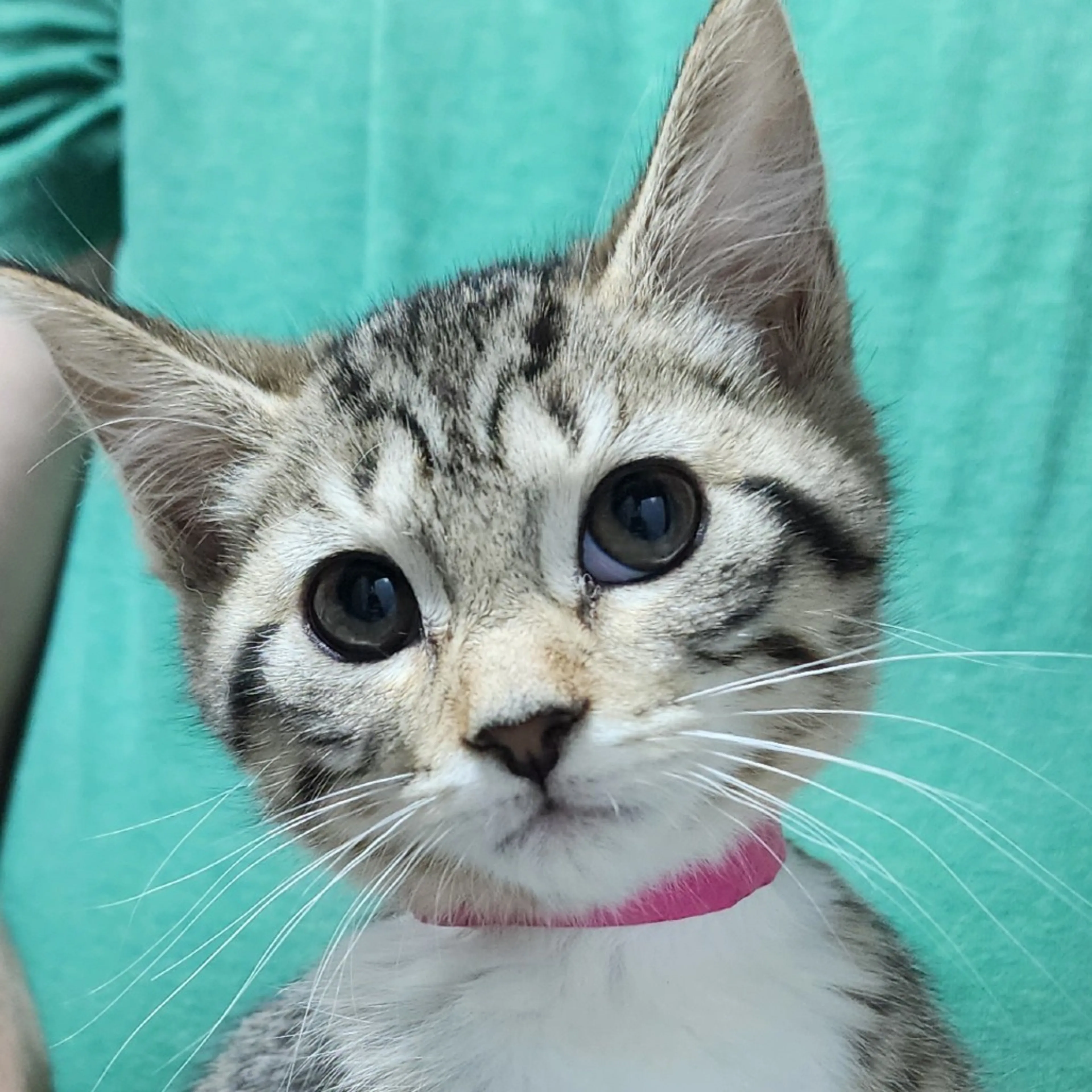 Found pet