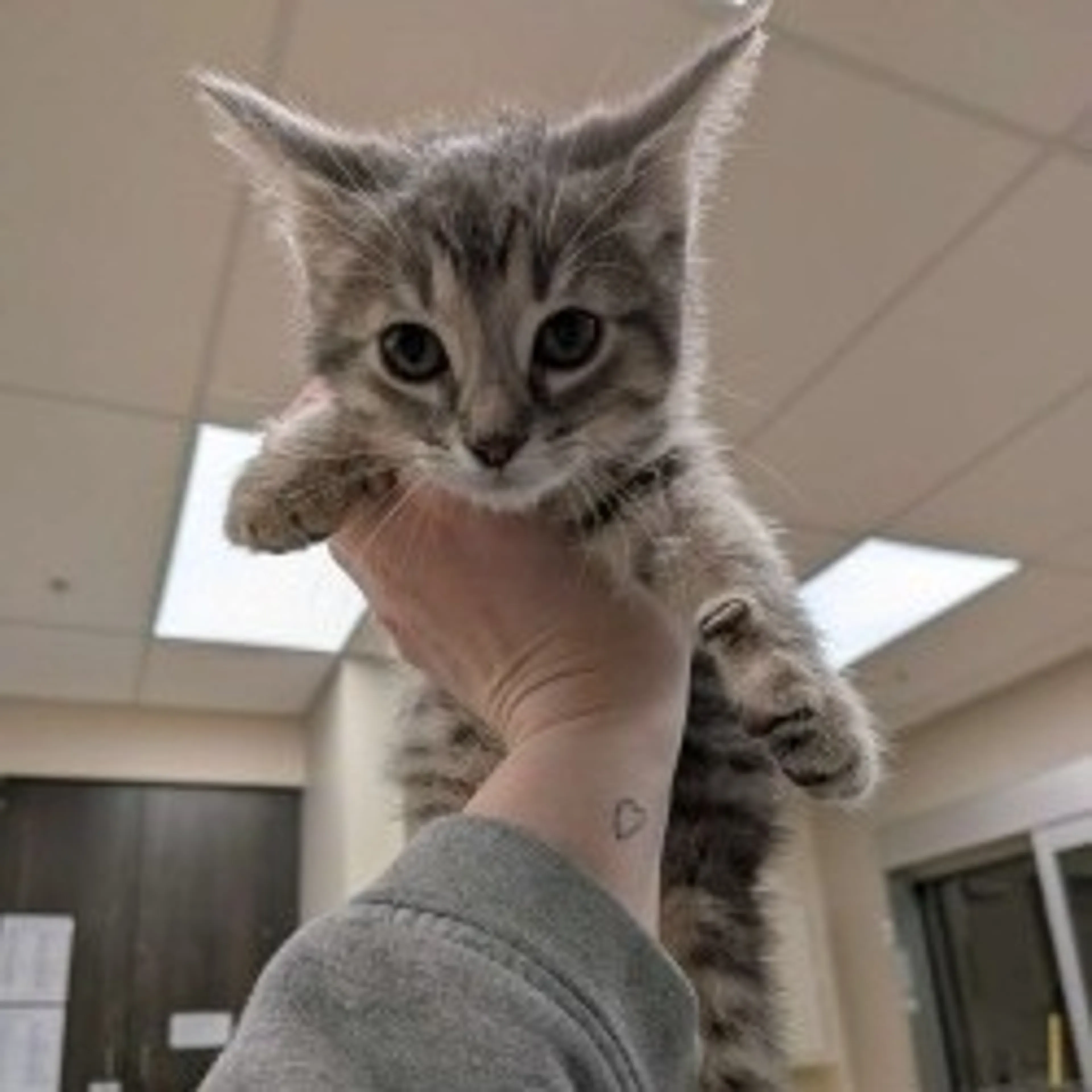 Found pet-1